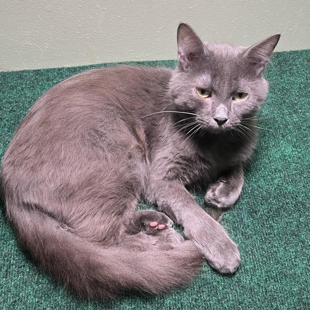 Enlarge Captain Sushi, a Adoptable Domestic Medium Hair in Bloomington, IN image 4/4