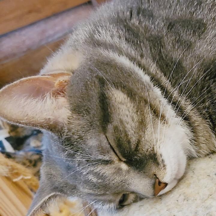 Enlarge Miss Kitty, a Adoptable Tabby in Bowie, MD image 2/2