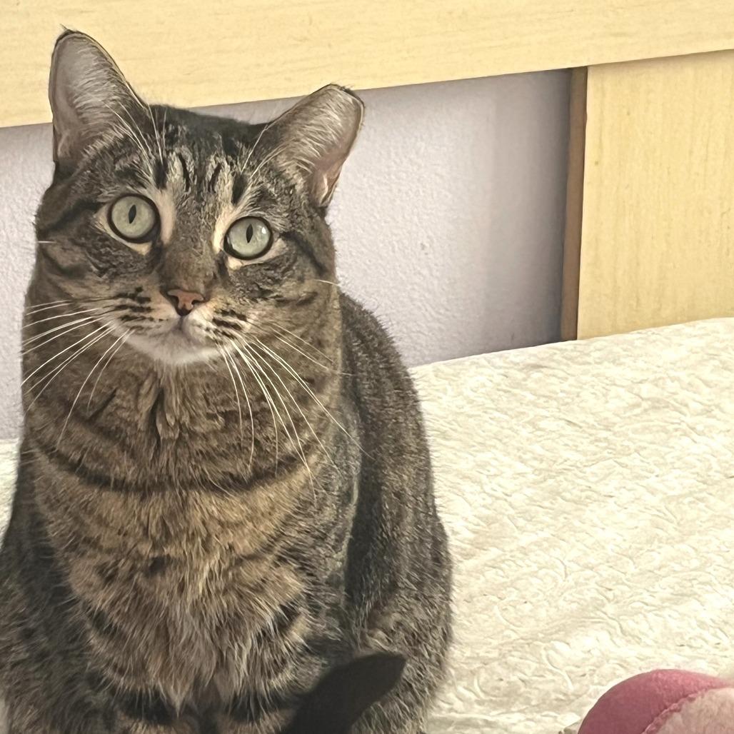 Tamara, Adoptable, Adult Female Domestic Short Hair.