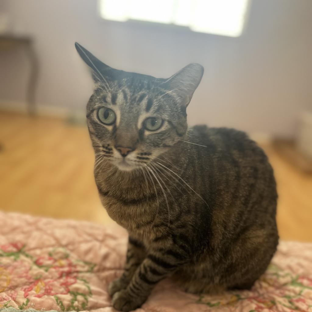 Tamara, a Adoptable Domestic Short Hair in Los Angeles, CA image 2/3