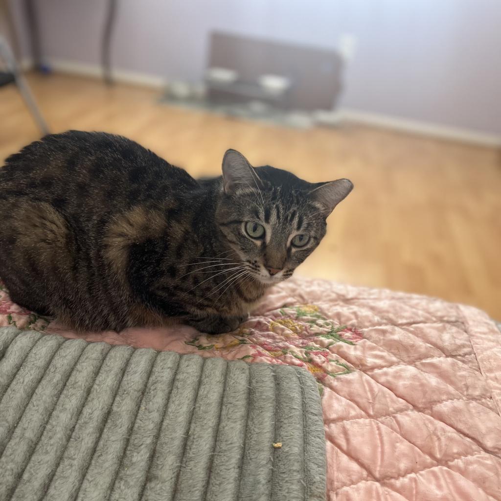 Tamara, a Adoptable Domestic Short Hair in Los Angeles, CA image 3/3