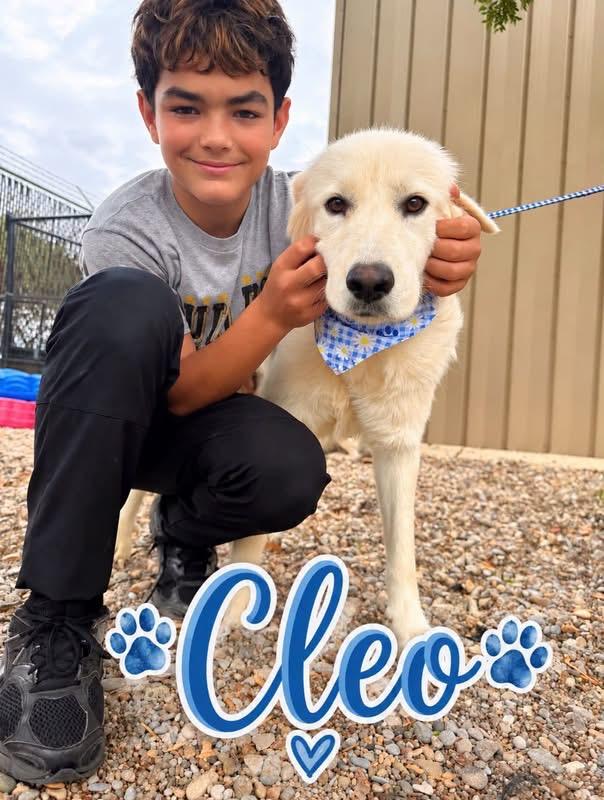 Enlarge Cleo, a Adoptable mixed breed in Loveland, CO image 1/6