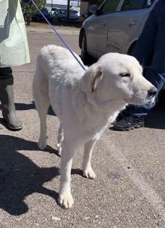 Enlarge Cleo, a Adoptable mixed breed in Loveland, CO image 4/6