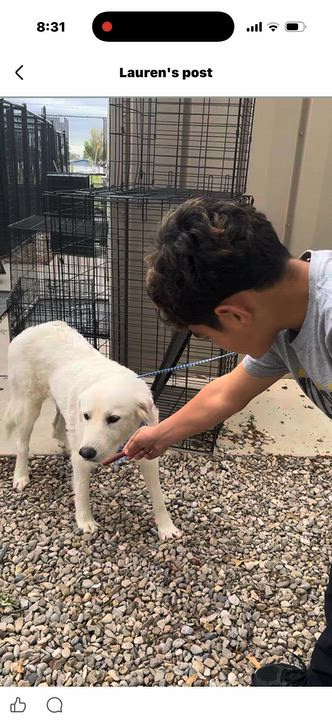 Enlarge Cleo, a Adoptable mixed breed in Loveland, CO video 3/6