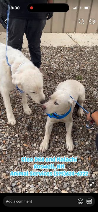 Enlarge Cleo, a Adoptable mixed breed in Loveland, CO video 2/6