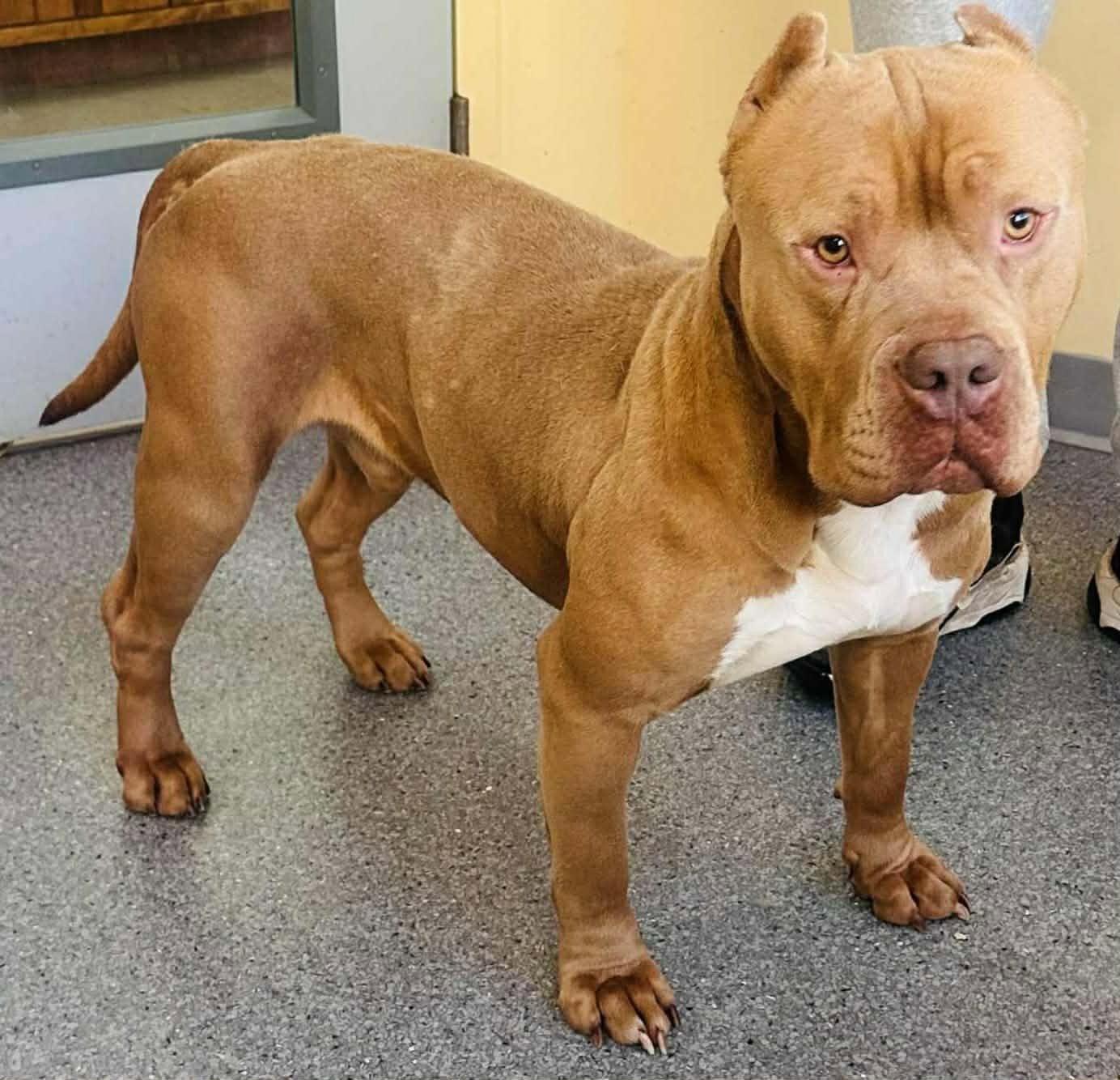 Enlarge Connor, a Adopted Pit Bull Terrier in Covington, VA image 1/1