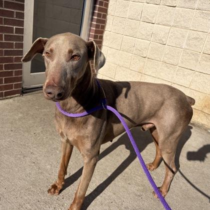 Enlarge Vader, a Adoptable mixed breed in Farmers Branch, TX image 1/1