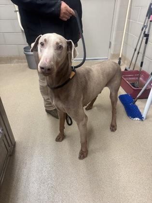 Vader, Adoptable, Adult Male Doberman Pinscher & Mixed Breed.