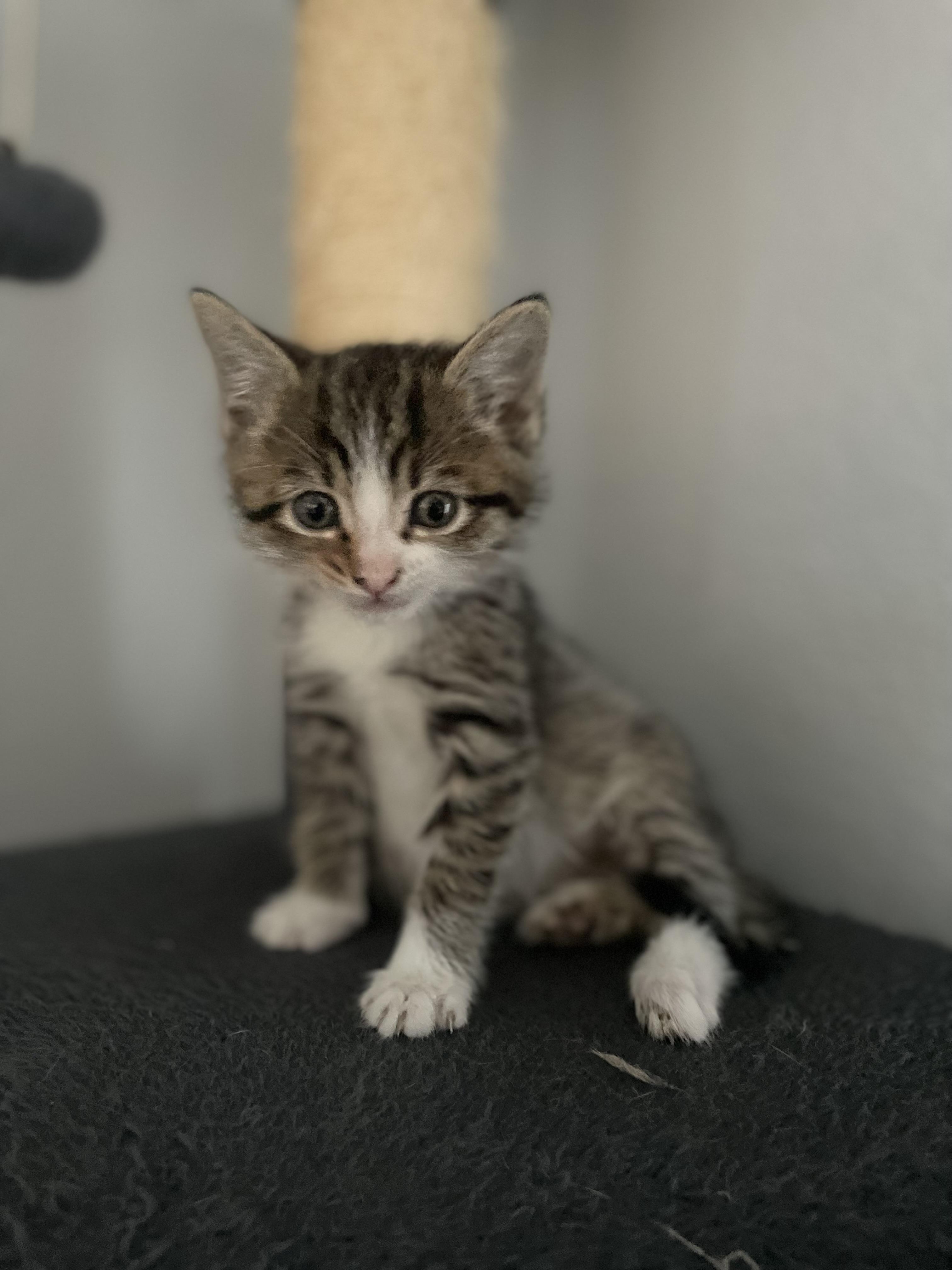 Puck, adopted, Kitten Male Domestic Short Hair.