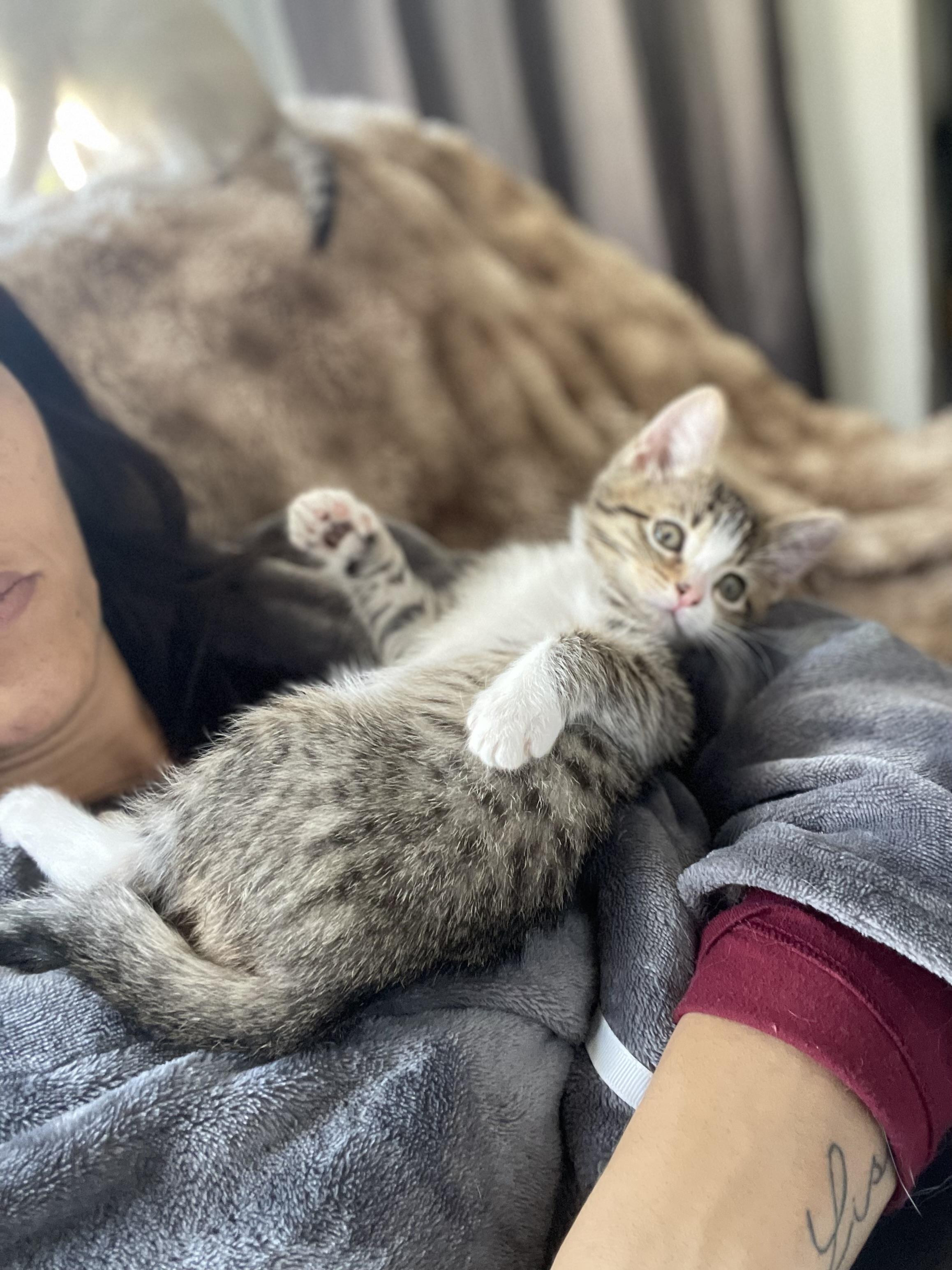 Enlarge Puck, an adopted Domestic Short Hair in Vallejo, CA image 2/3