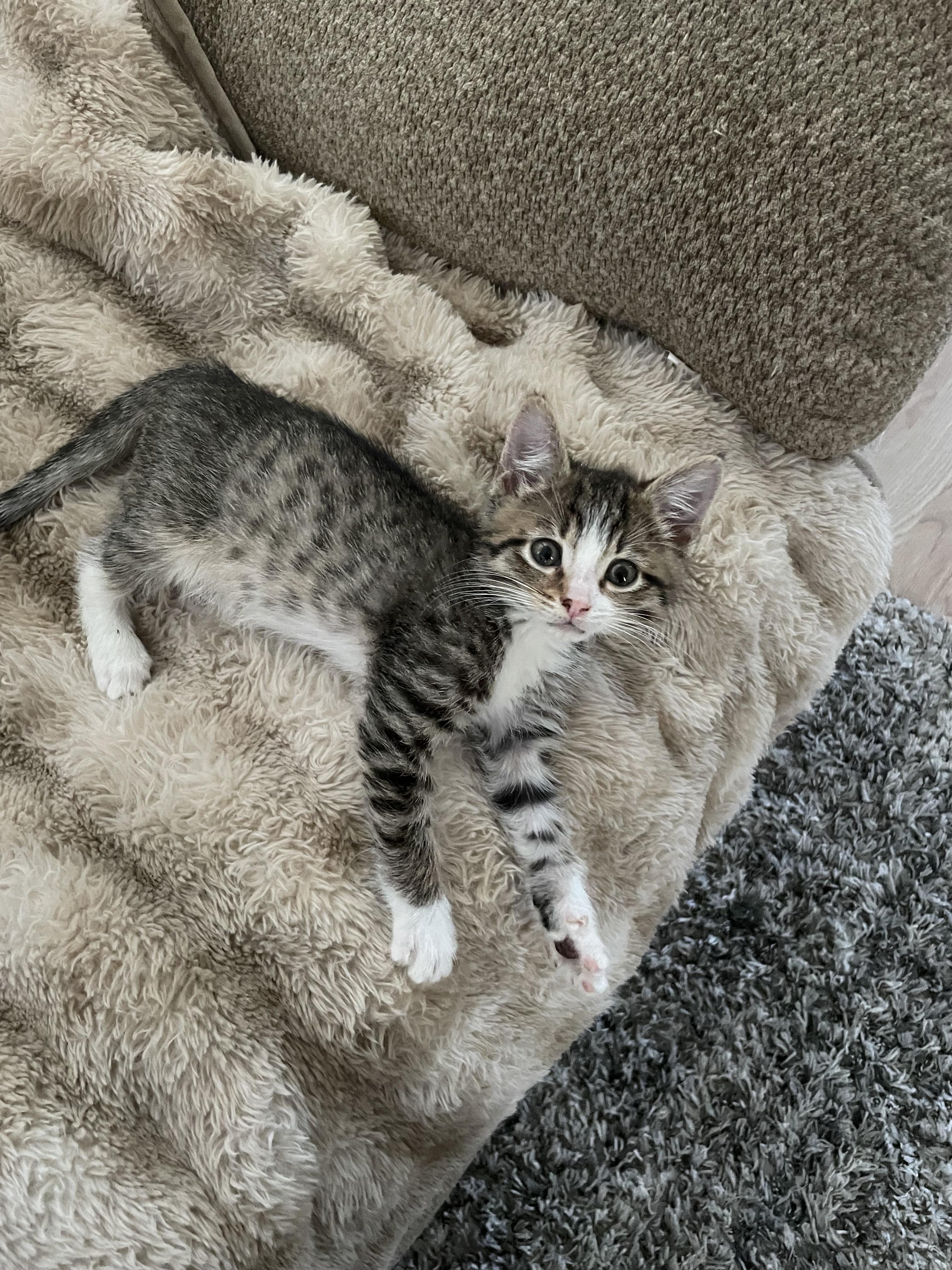 Enlarge Puck, an adopted Domestic Short Hair in Vallejo, CA image 3/3
