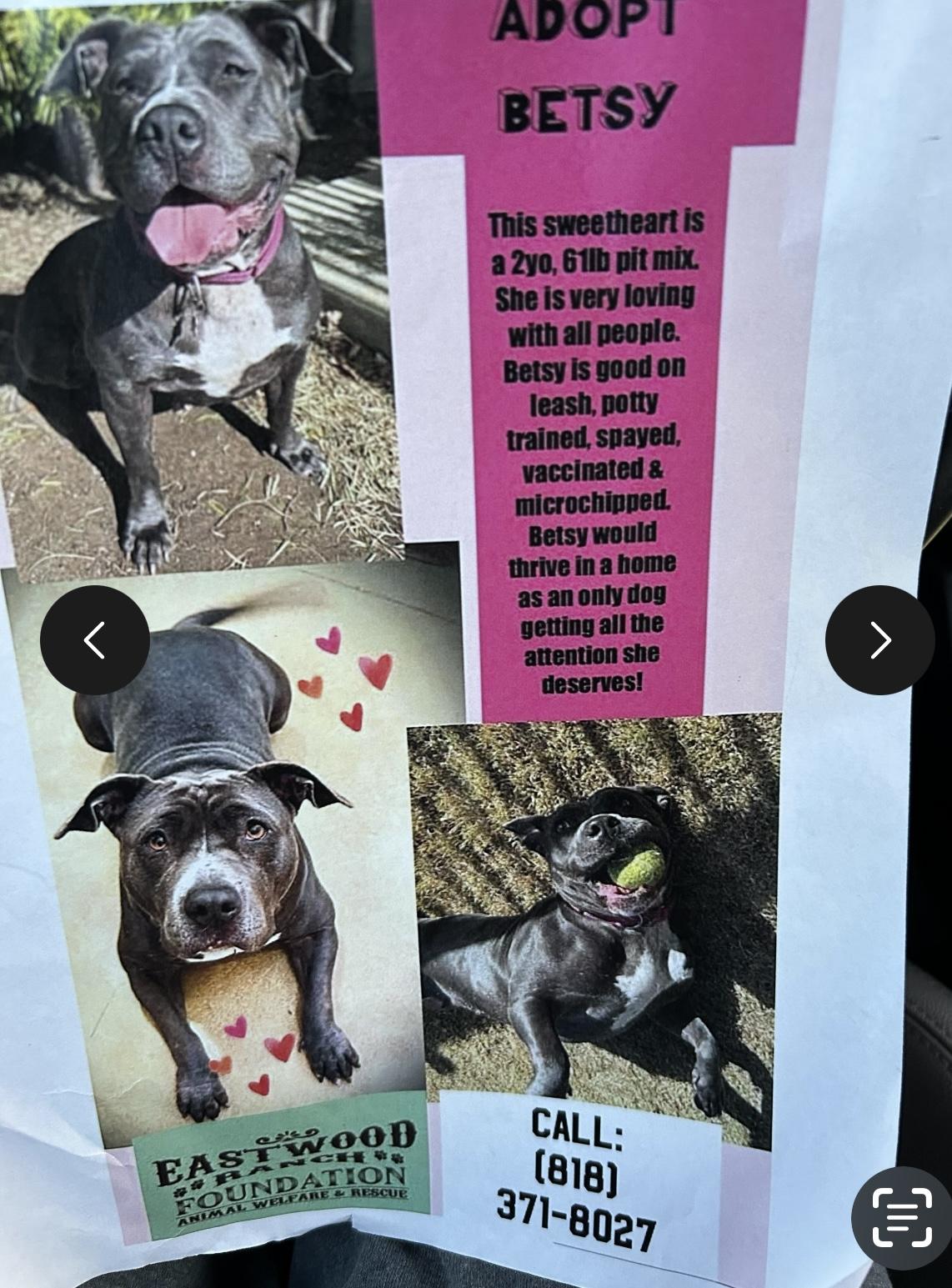 Enlarge Betsy, a Adoptable Pit Bull Terrier in Sherman Oaks, CA image 1/1