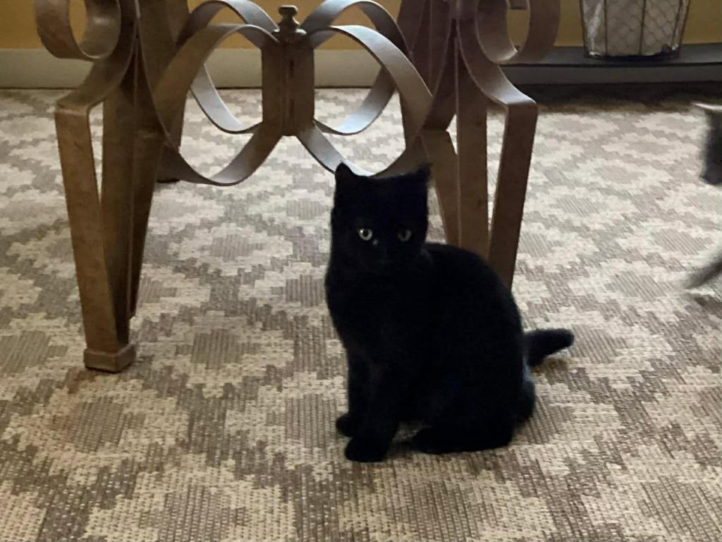 Jill, Adoptable, Kitten Female Domestic Short Hair.