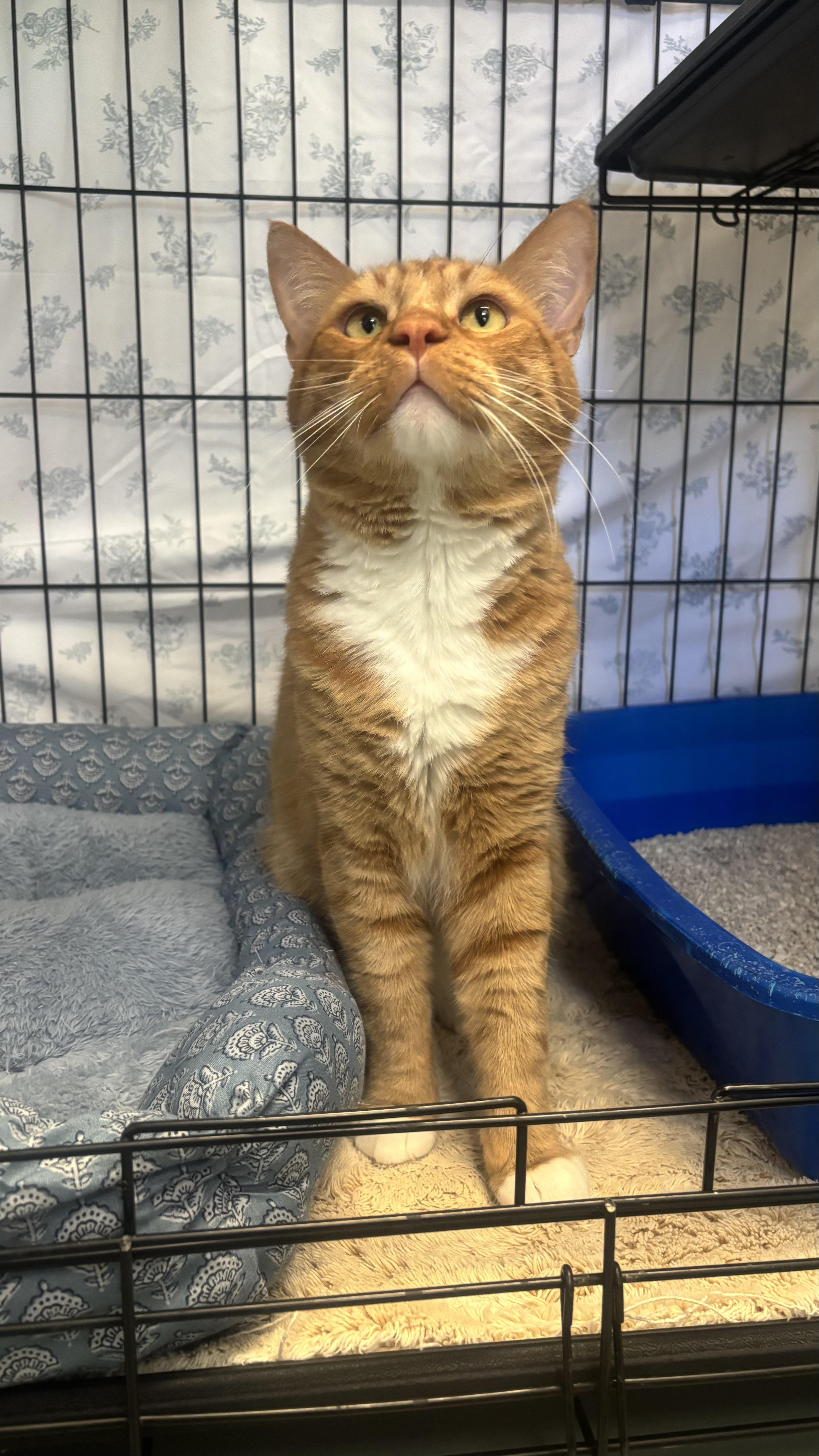 Enlarge Hamlet, a Adoptable mixed breed in Payson, AZ image 4/5