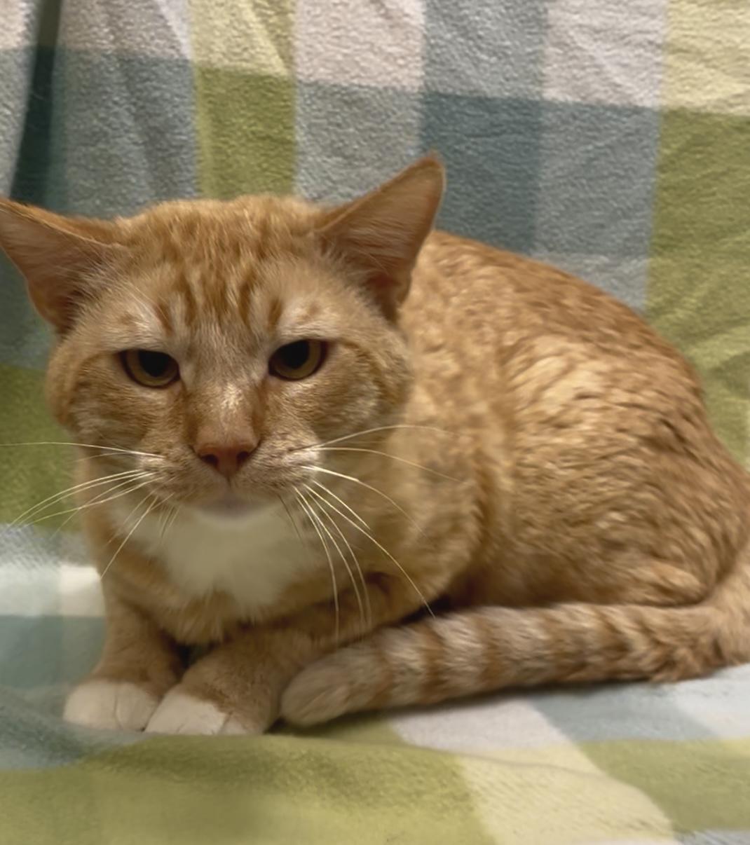Hamlet, ADOPTABLE, Adult Male Domestic Short Hair.