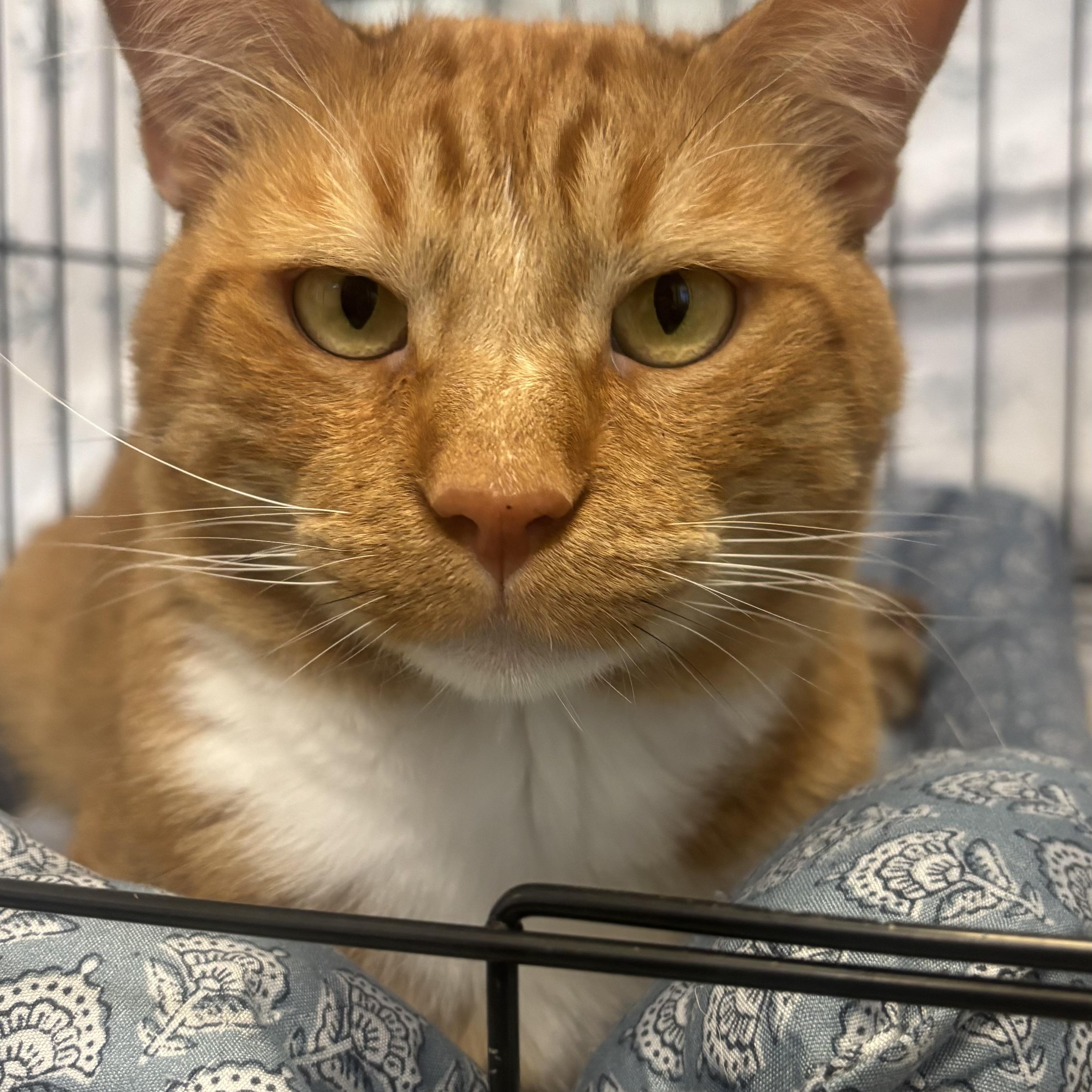 Hamlet, Adoptable, Adult Male Domestic Short Hair.