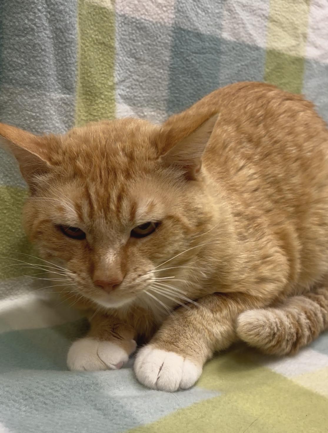 Hamlet, a ADOPTABLE mixed breed in Payson, AZ image 2/2