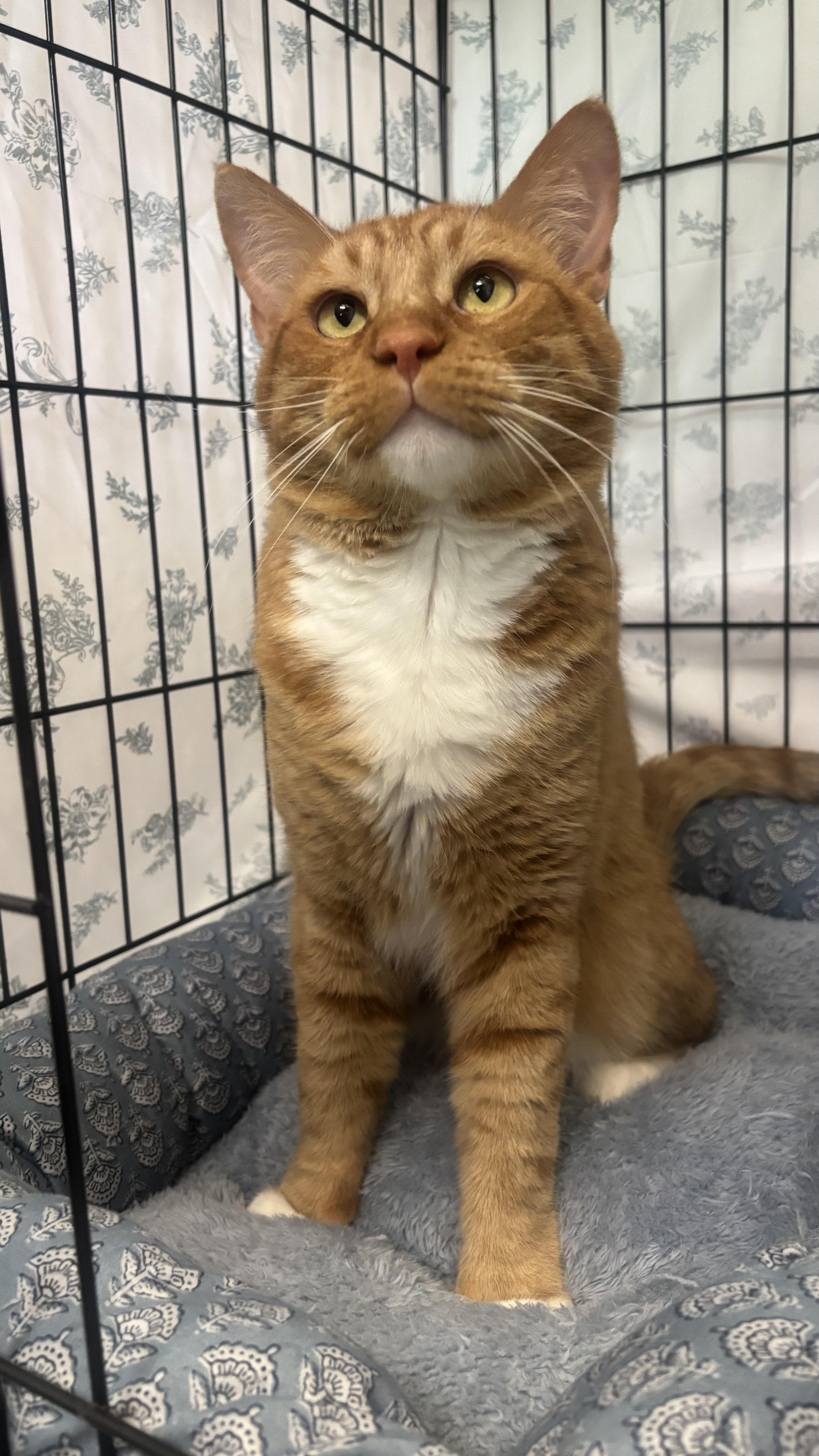 Enlarge Hamlet, a Adoptable mixed breed in Payson, AZ image 5/5