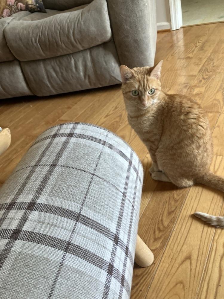 Ginger, Adoptable, Adult Female Domestic Short Hair.