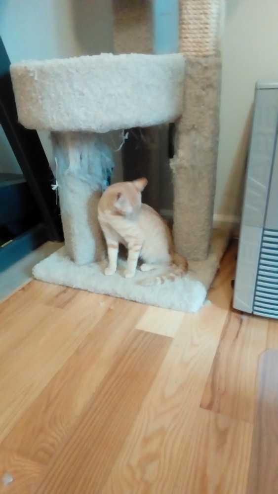 Enlarge Ginger, a Adoptable Domestic Short Hair in Fayetteville, TN image 2/2