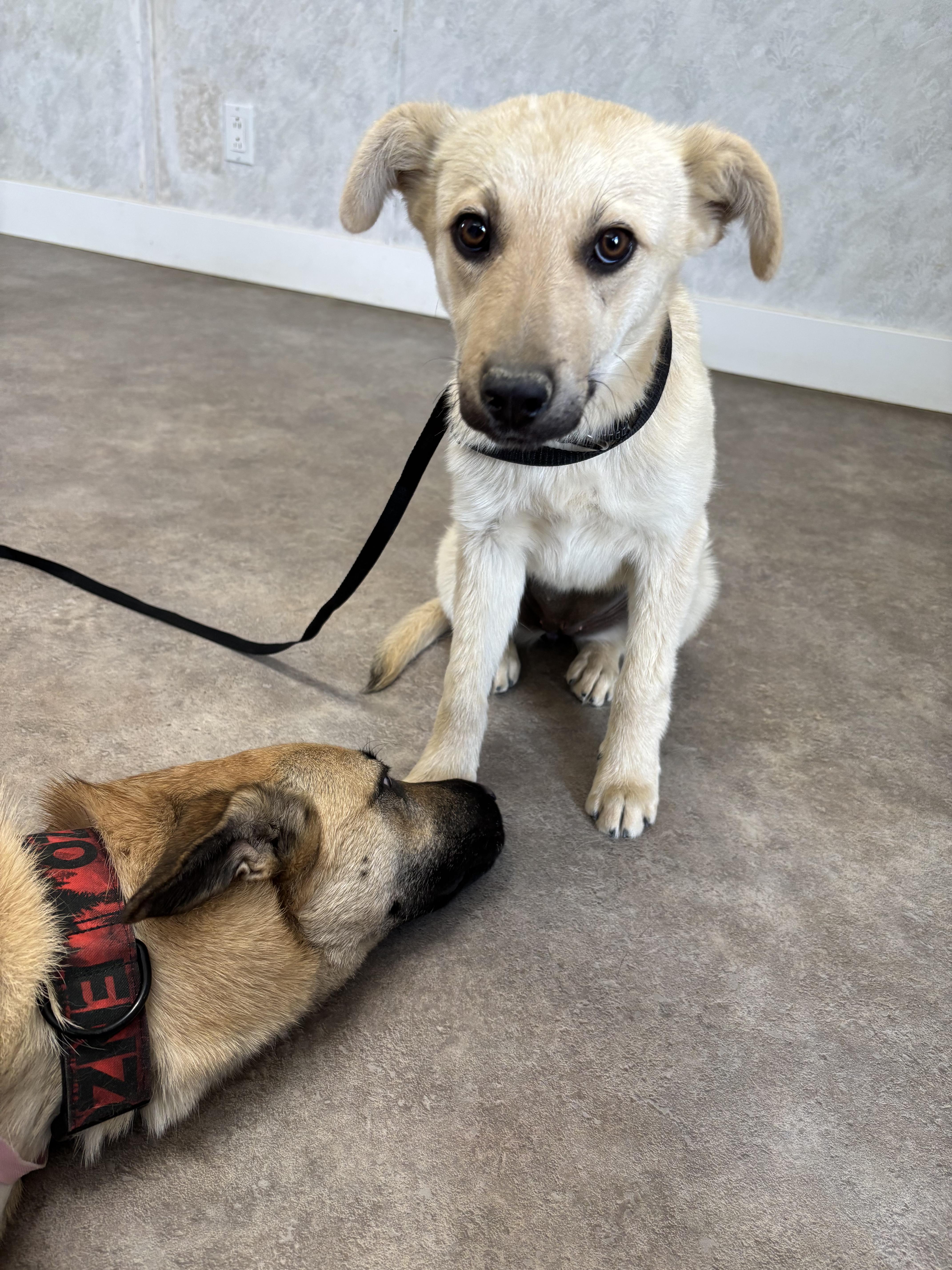 Leia, Adopted, Young Female Anatolian Shepherd & Labrador Retriever.