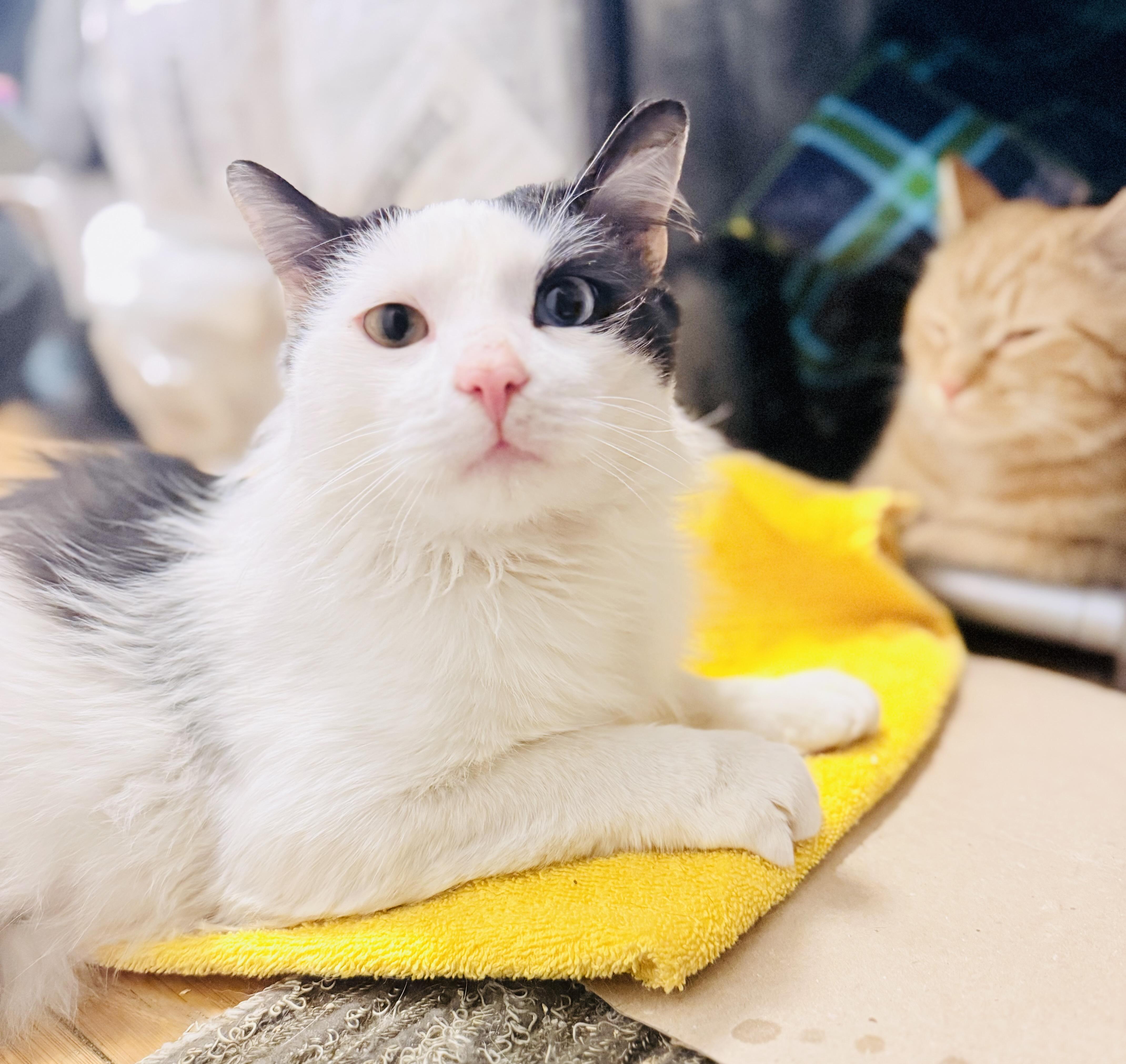 Enlarge Tristan, an adopted Domestic Medium Hair in New York, NY image 2/3