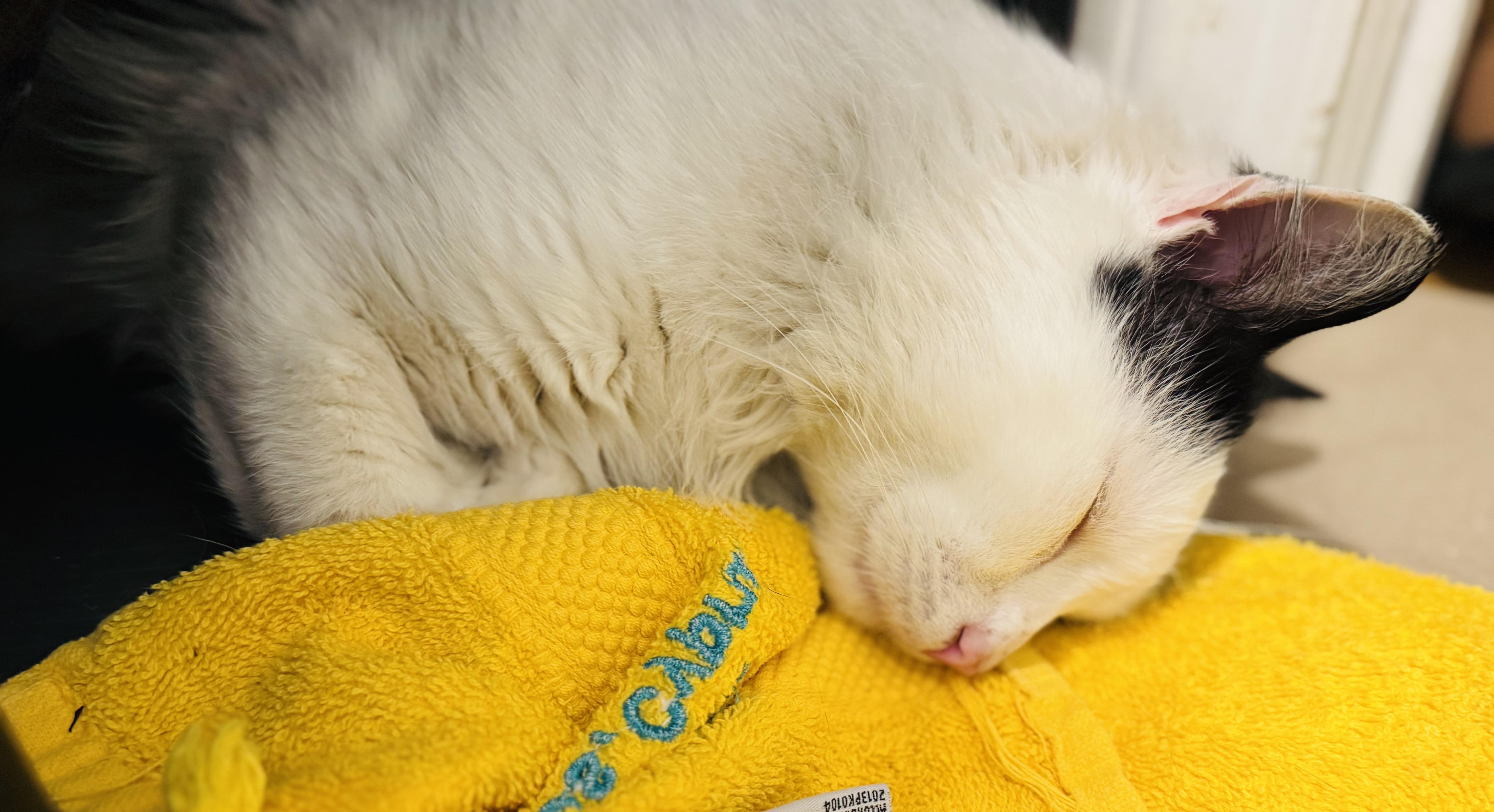 Enlarge Tristan, an adopted Domestic Medium Hair in New York, NY image 3/3