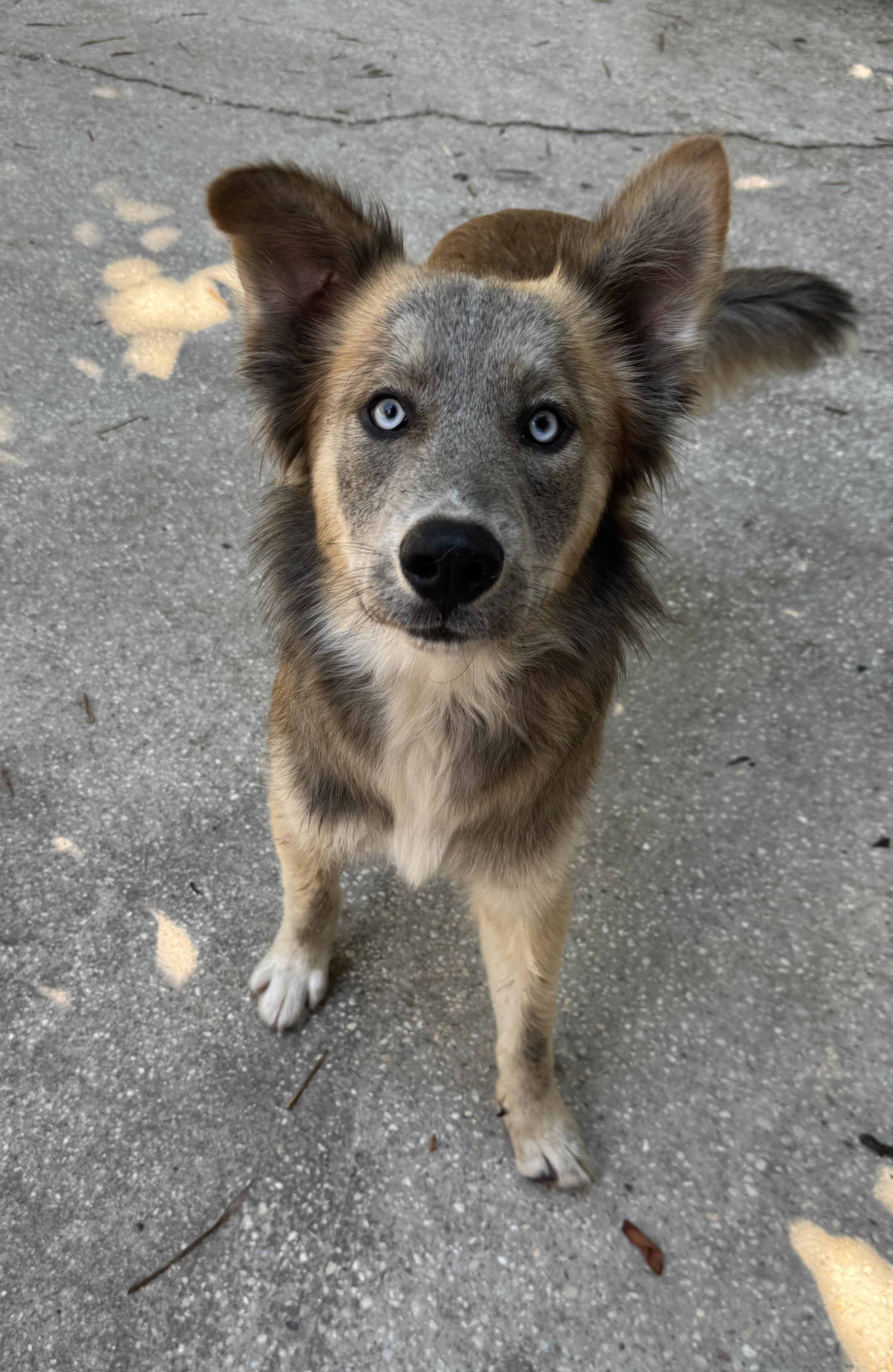 Enlarge Smokey, an adopted mixed breed in Navarre, FL image 2/6