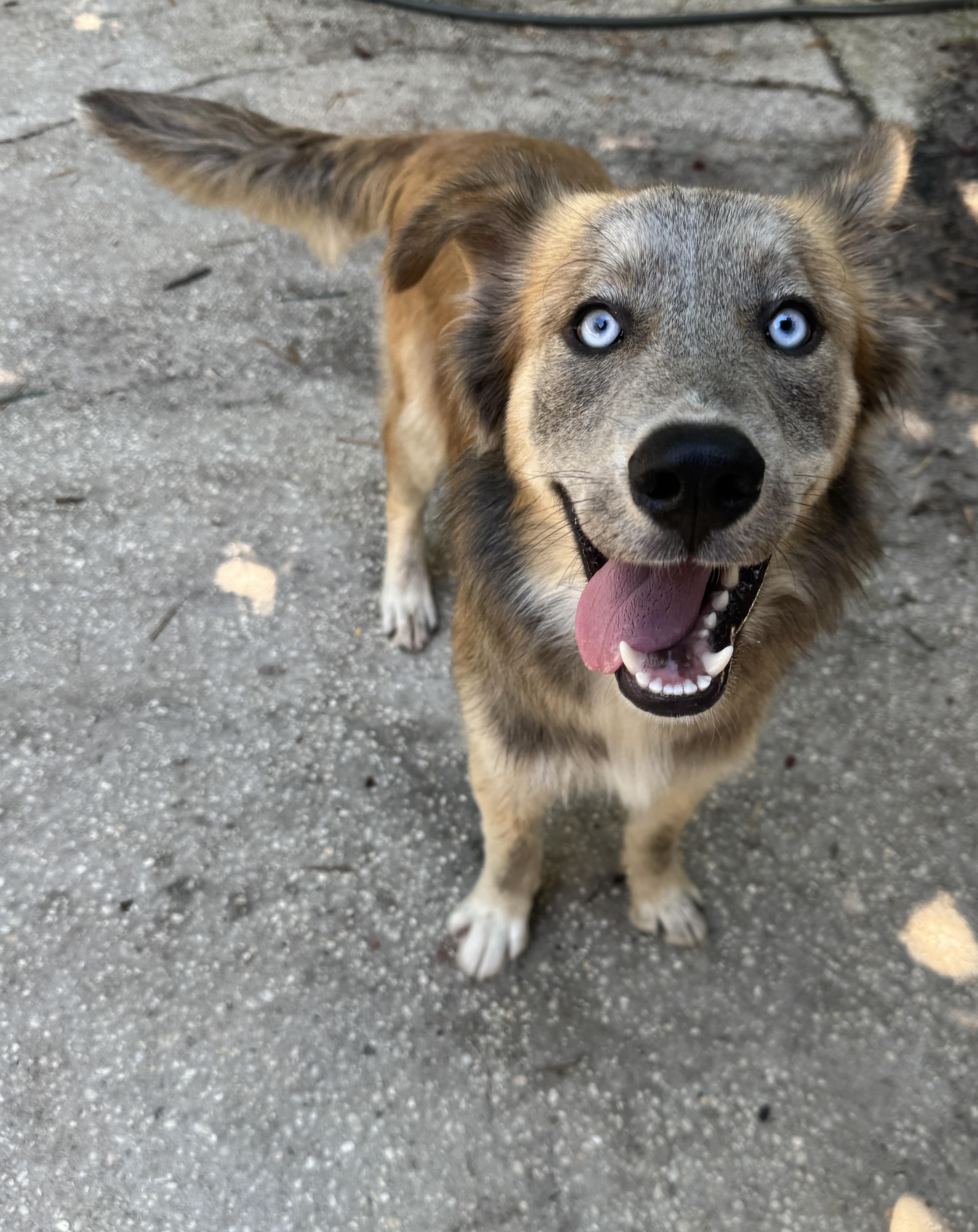 Enlarge Smokey, an adopted mixed breed in Navarre, FL image 3/6