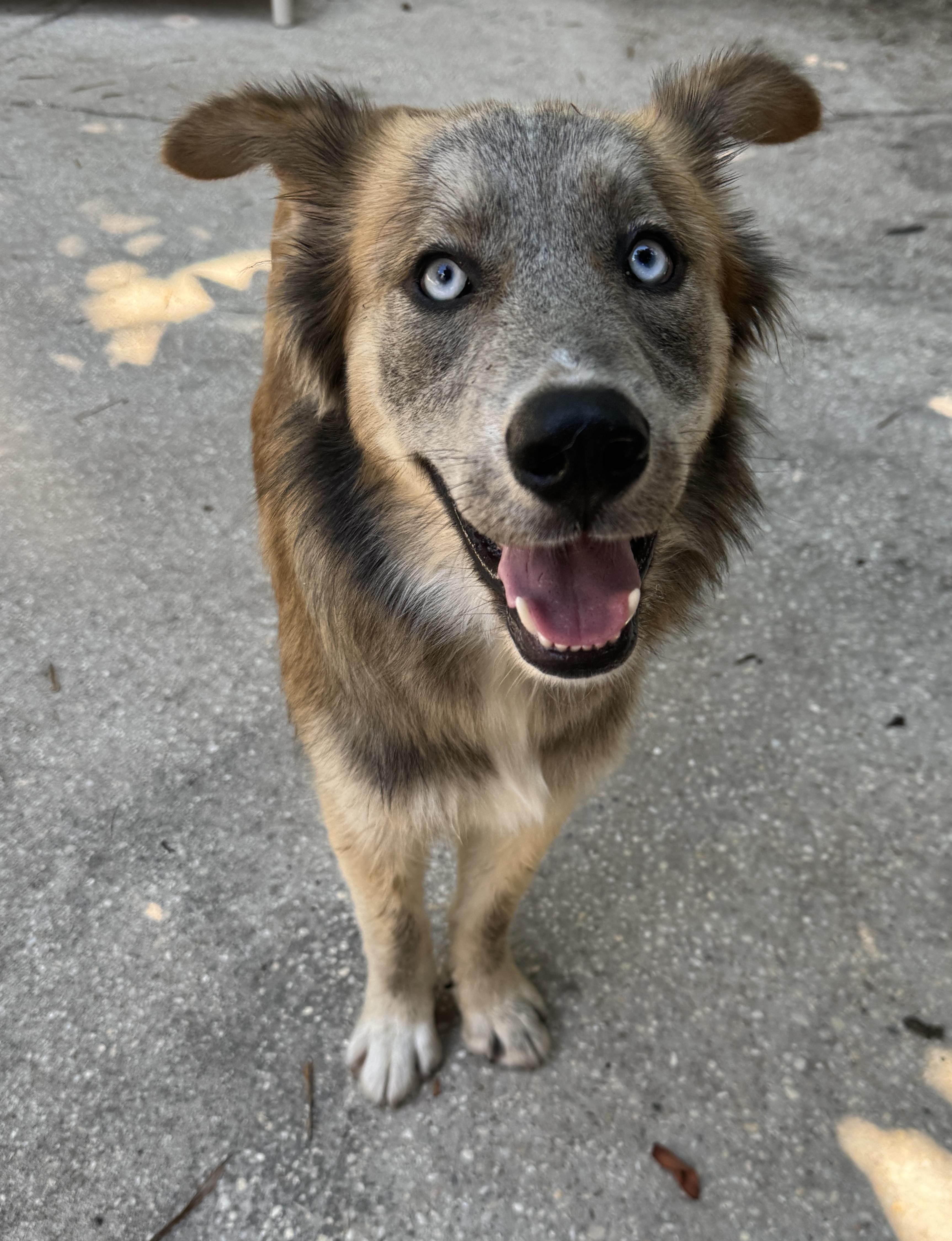 Enlarge Smokey, an adopted mixed breed in Navarre, FL image 5/6