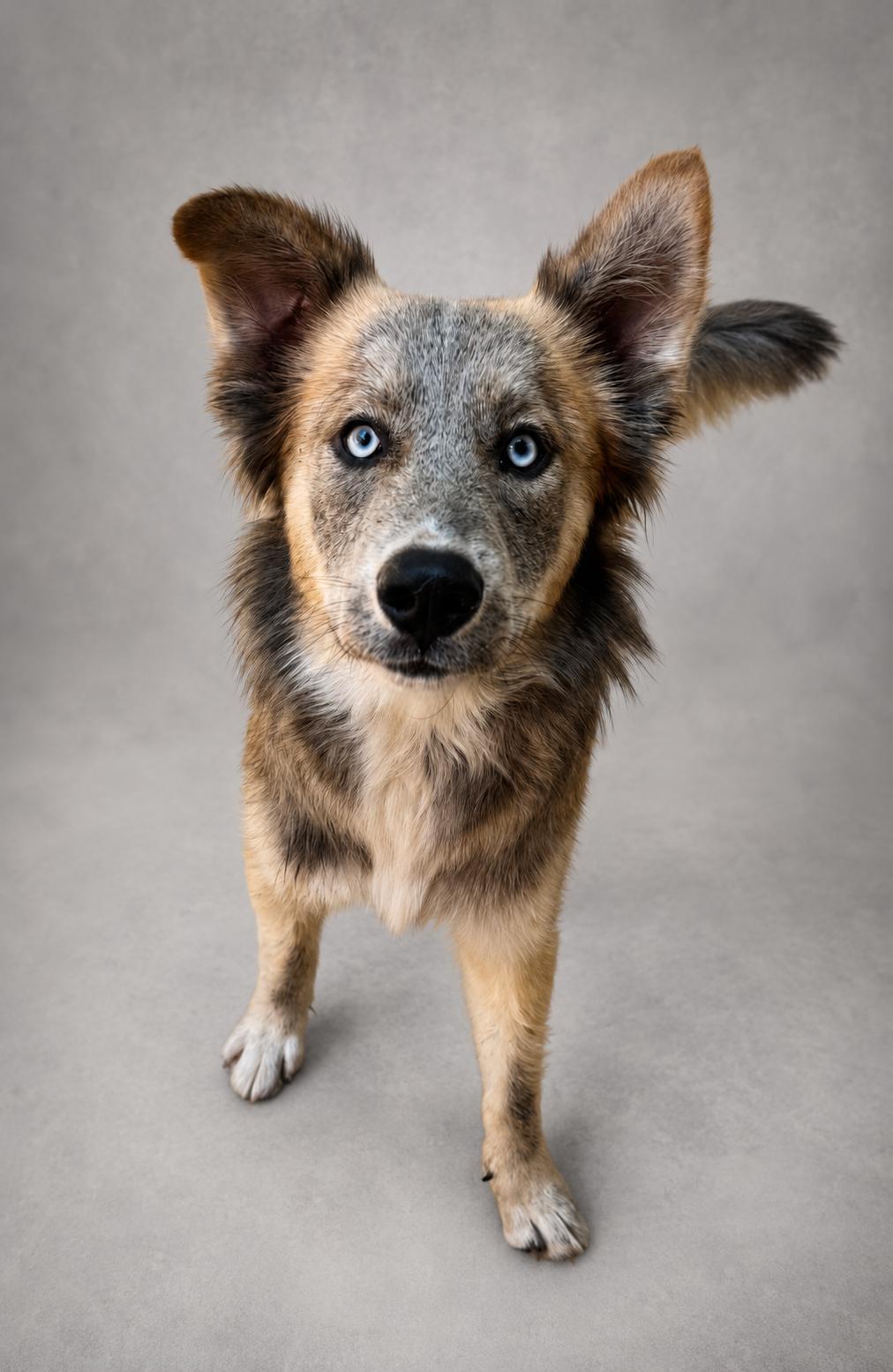 Smokey, ADOPTABLE, Young Male Australian Shepherd.