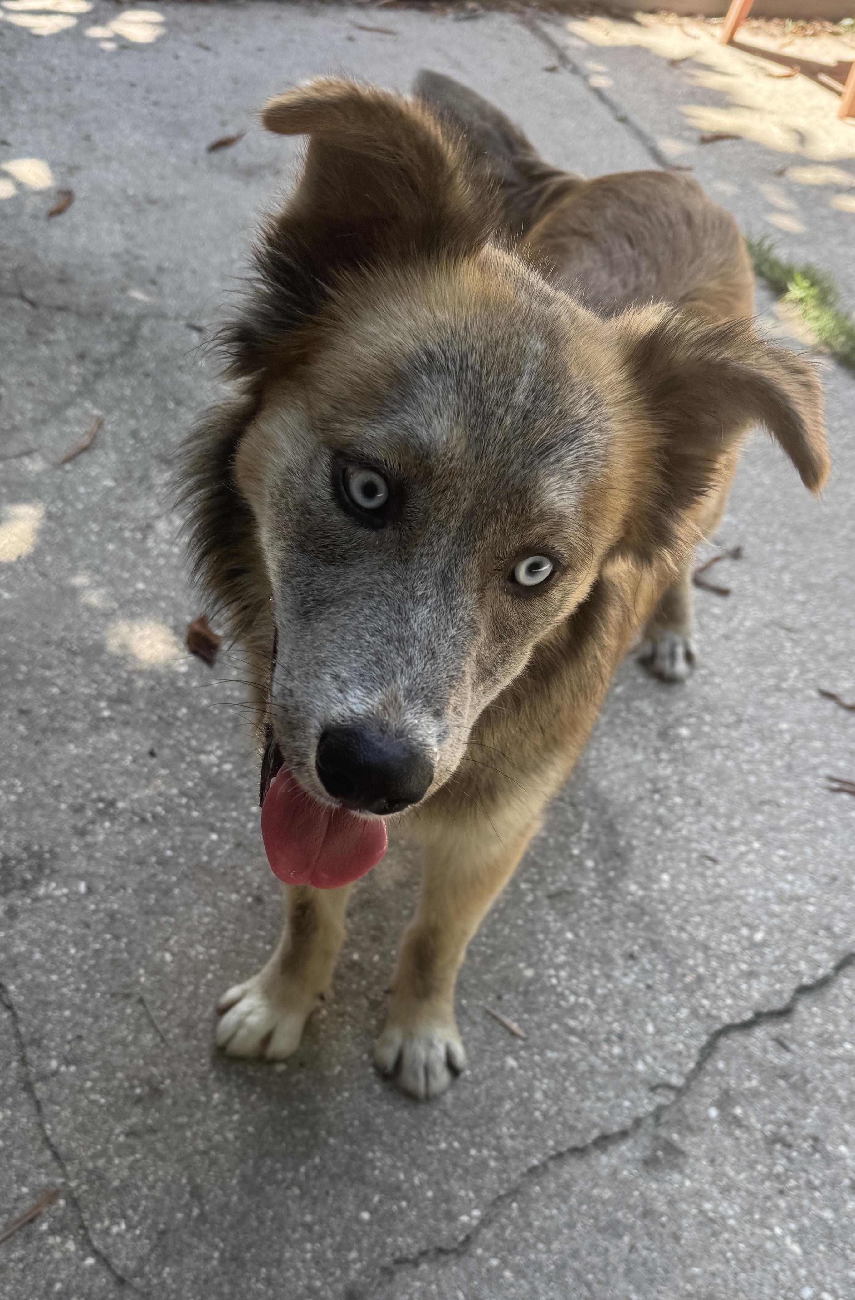 Enlarge Smokey, an adopted mixed breed in Navarre, FL image 4/6