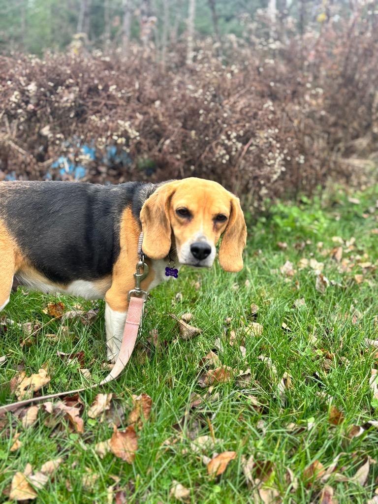 Enlarge Maggie, a Adopted Beagle in Lunenburg, VT image 1/1