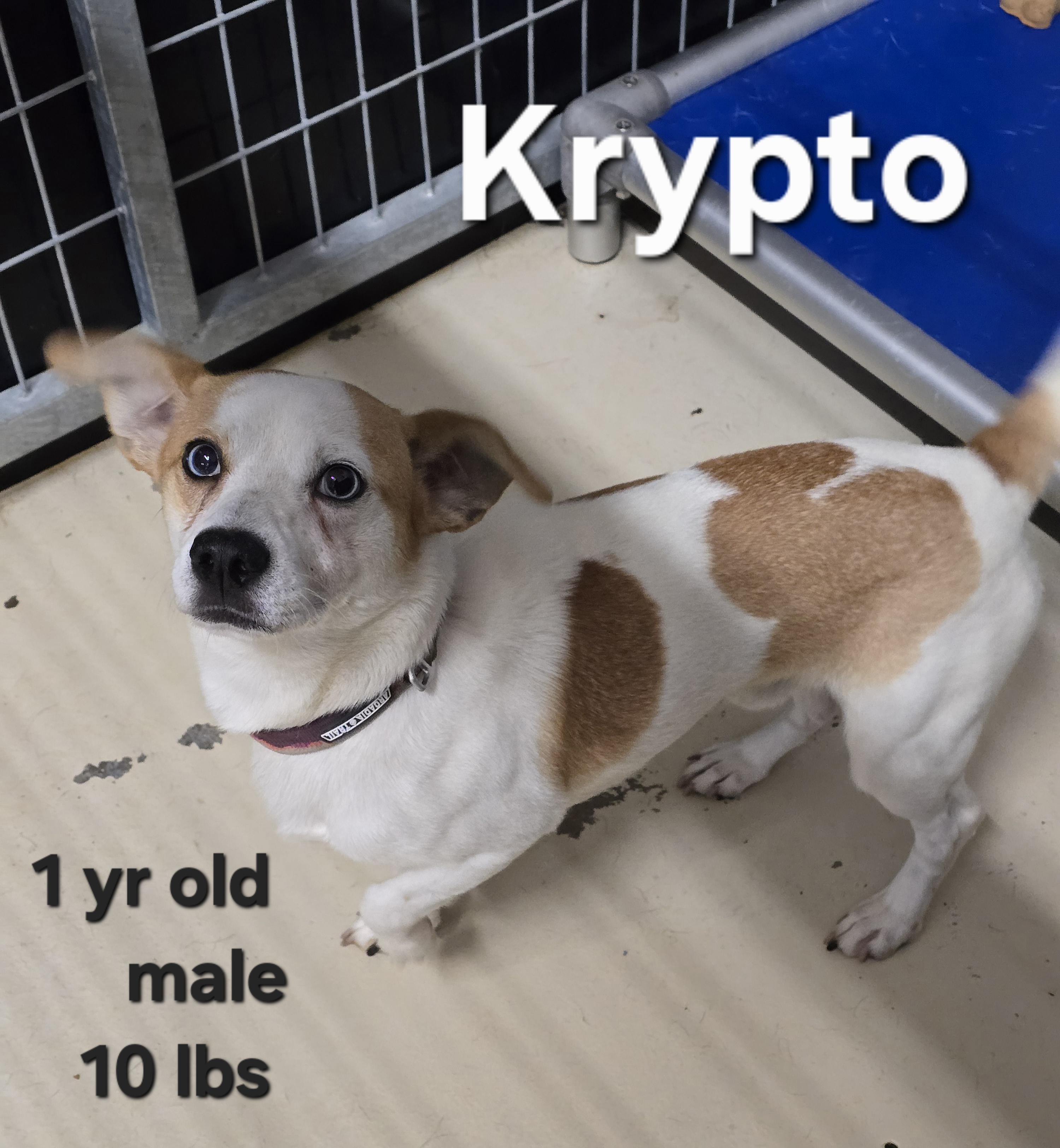 Krypto