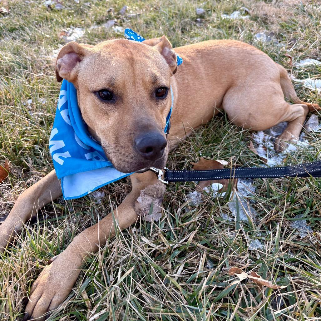 Simba P4P, Adoptable, Adult Male Labrador Retriever.