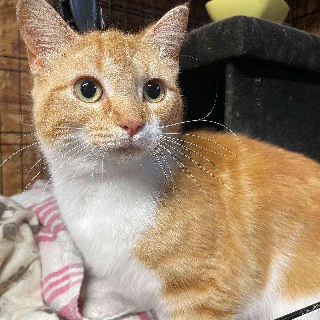 Carrot, Adoptable, Young Female Domestic Short Hair.