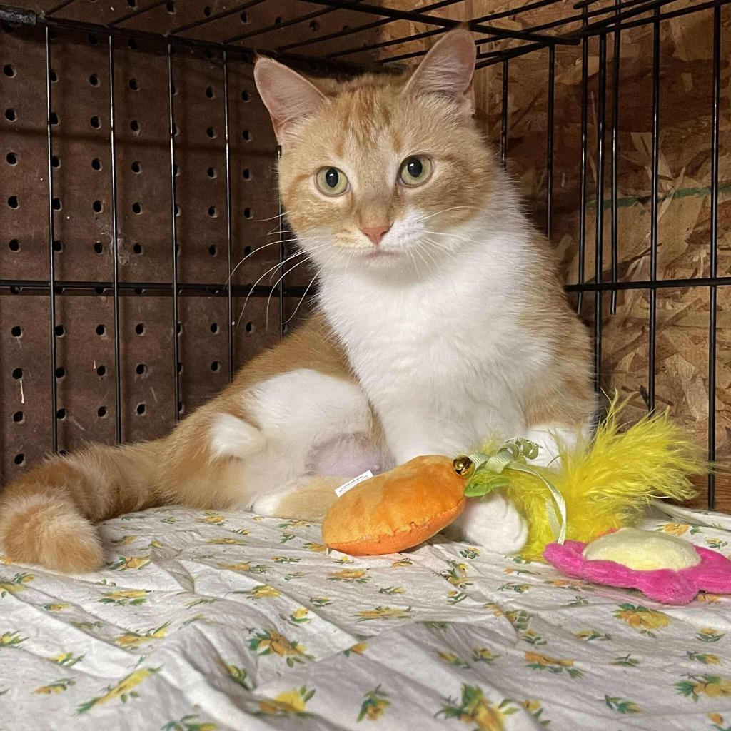 Carrot, a Adoptable mixed breed in Effingham, IL image 2/4