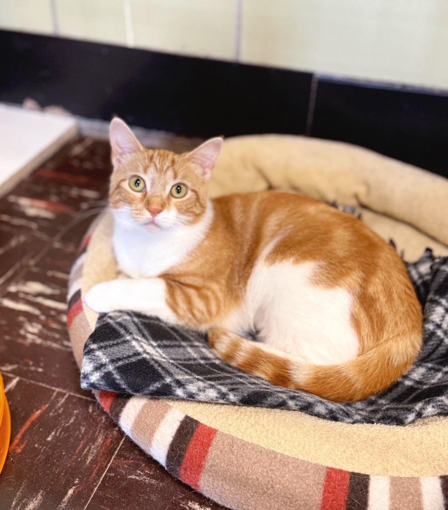 Carrot, a Adoptable mixed breed in Effingham, IL image 3/4