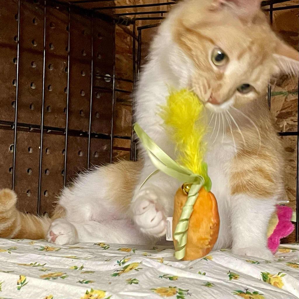 Carrot, a Adoptable mixed breed in Effingham, IL image 4/4