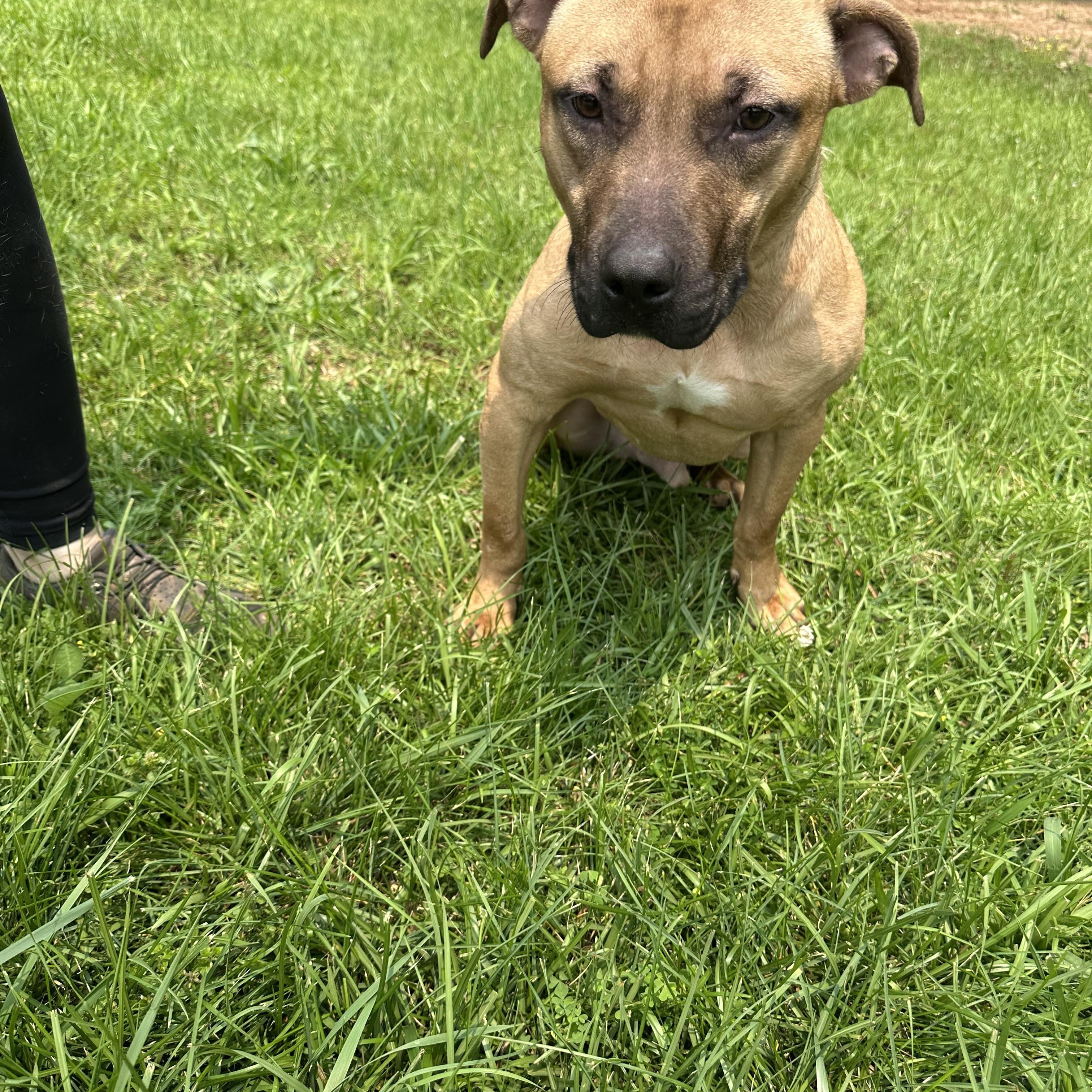 Enlarge Zeke, a Adoptable mixed breed in cumming, GA image 6/6