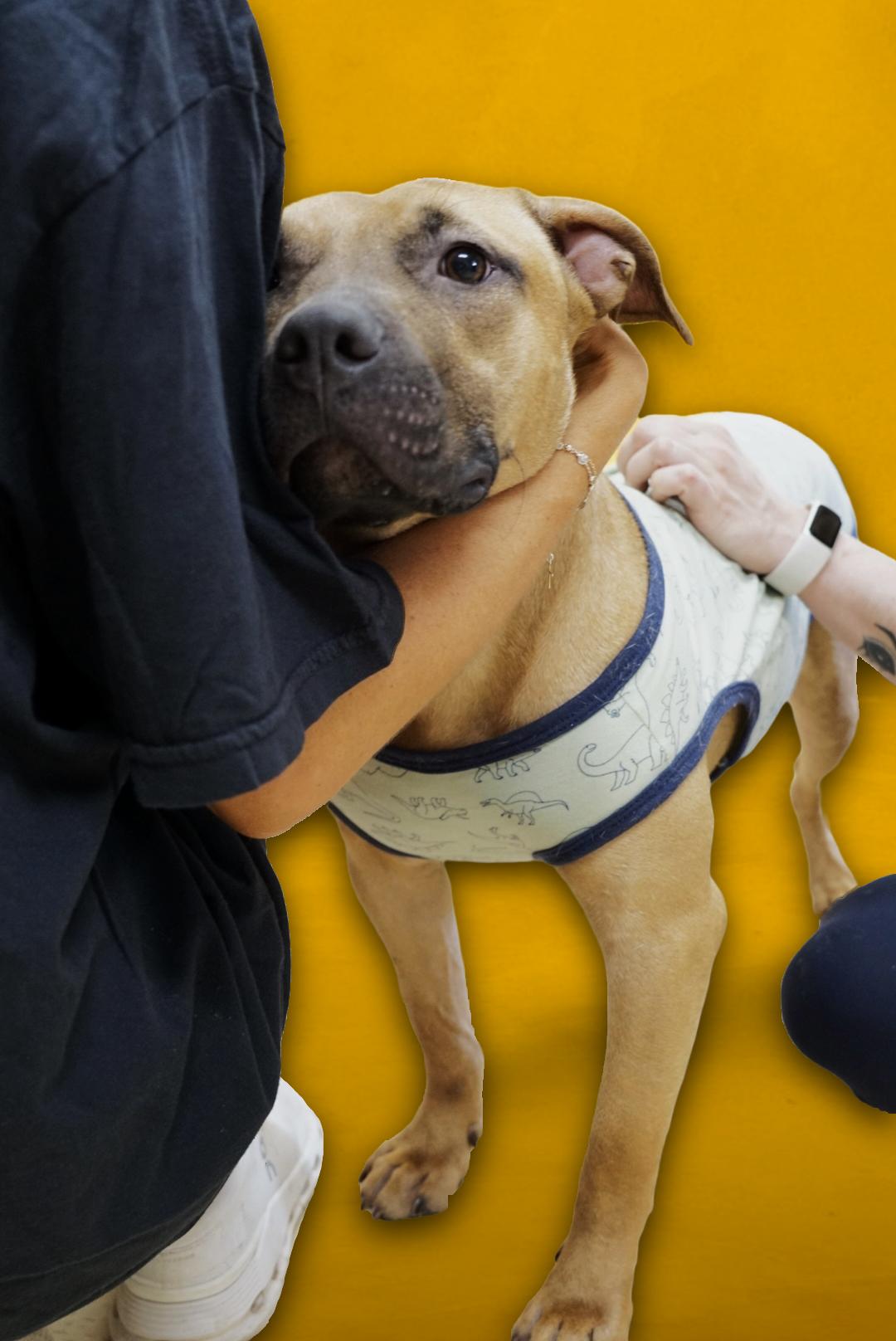 Enlarge Zeke, a Adoptable mixed breed in cumming, GA image 1/6