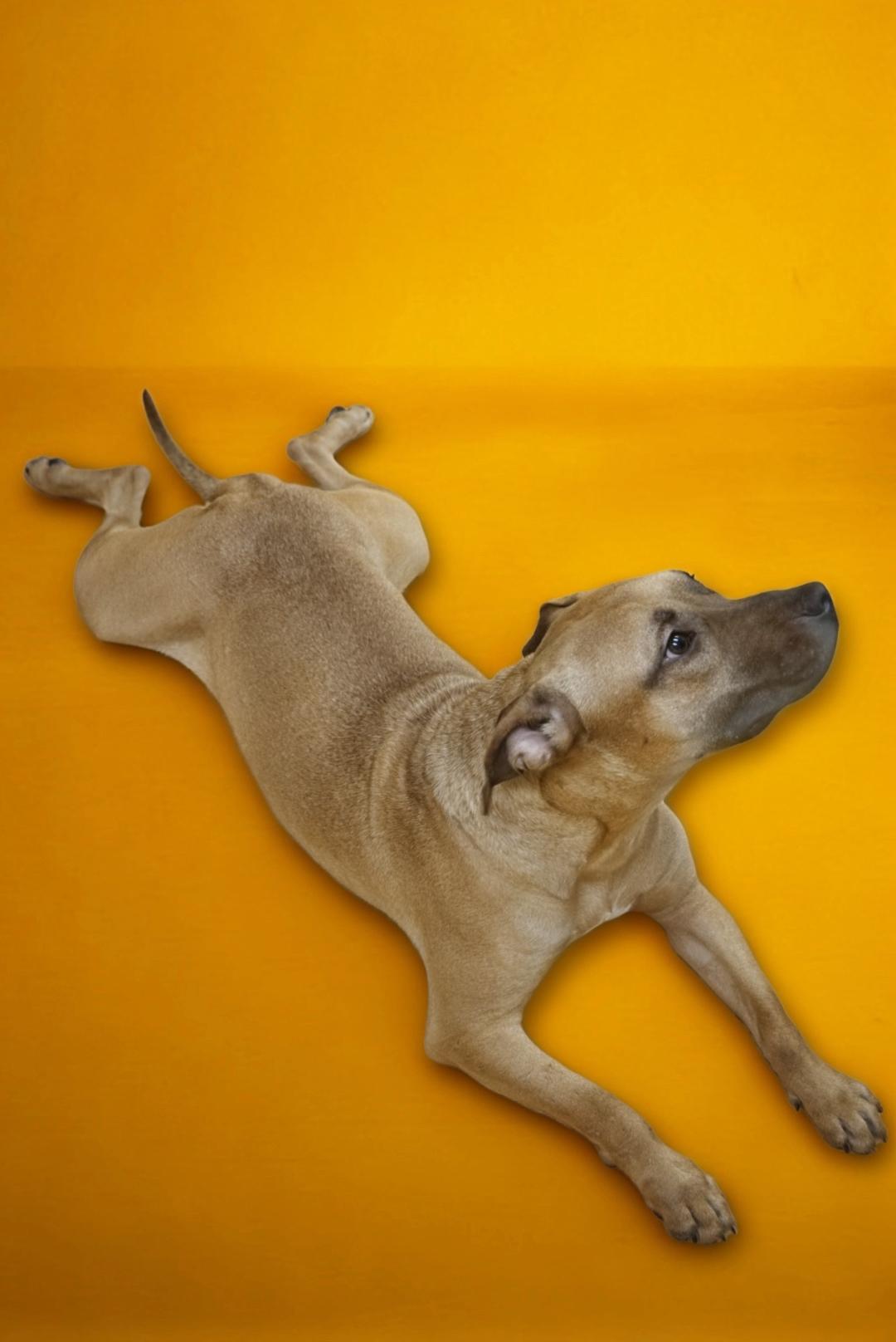 Enlarge Zeke, a Adoptable mixed breed in cumming, GA image 2/6