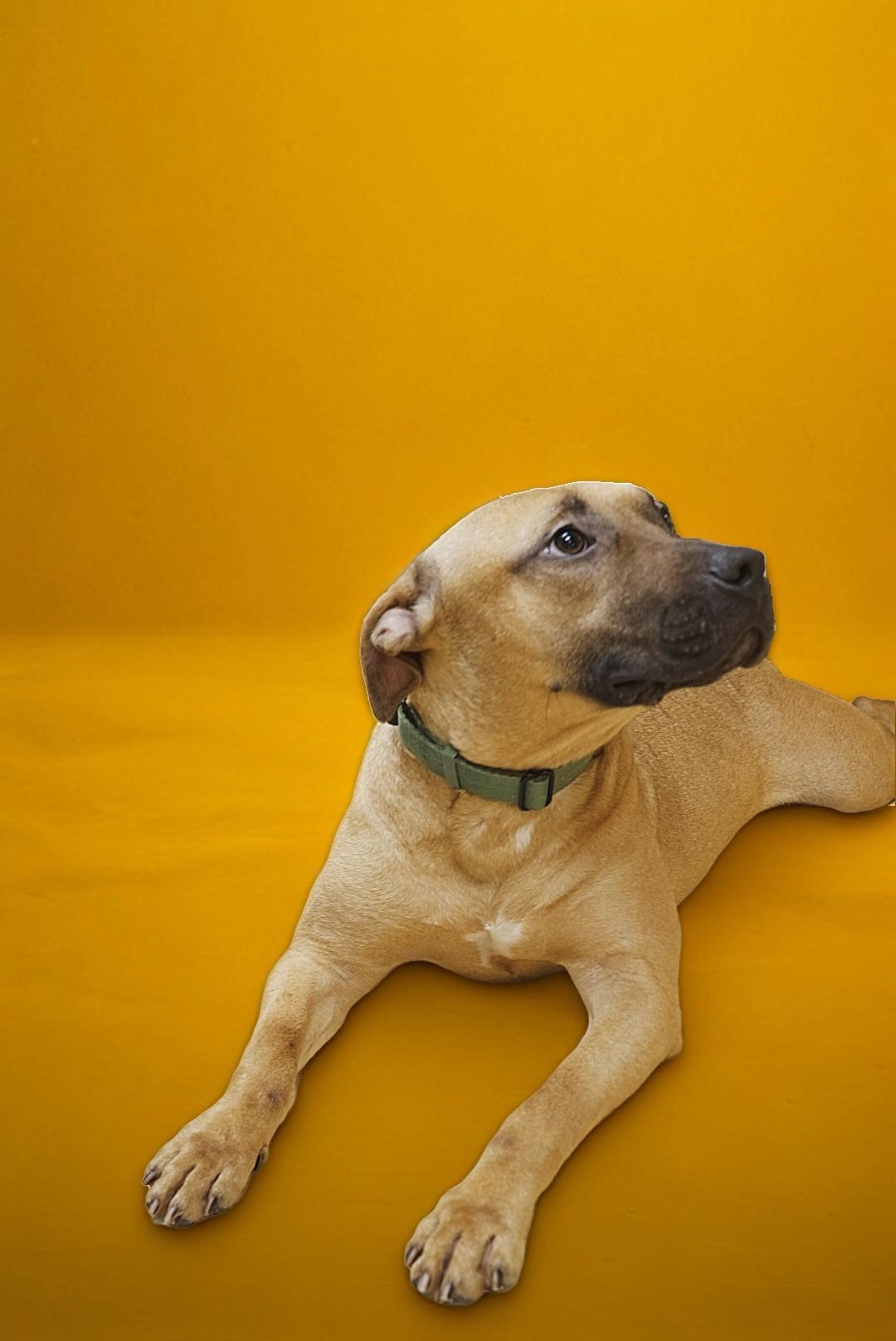 Enlarge Zeke, a Adoptable mixed breed in cumming, GA image 3/6