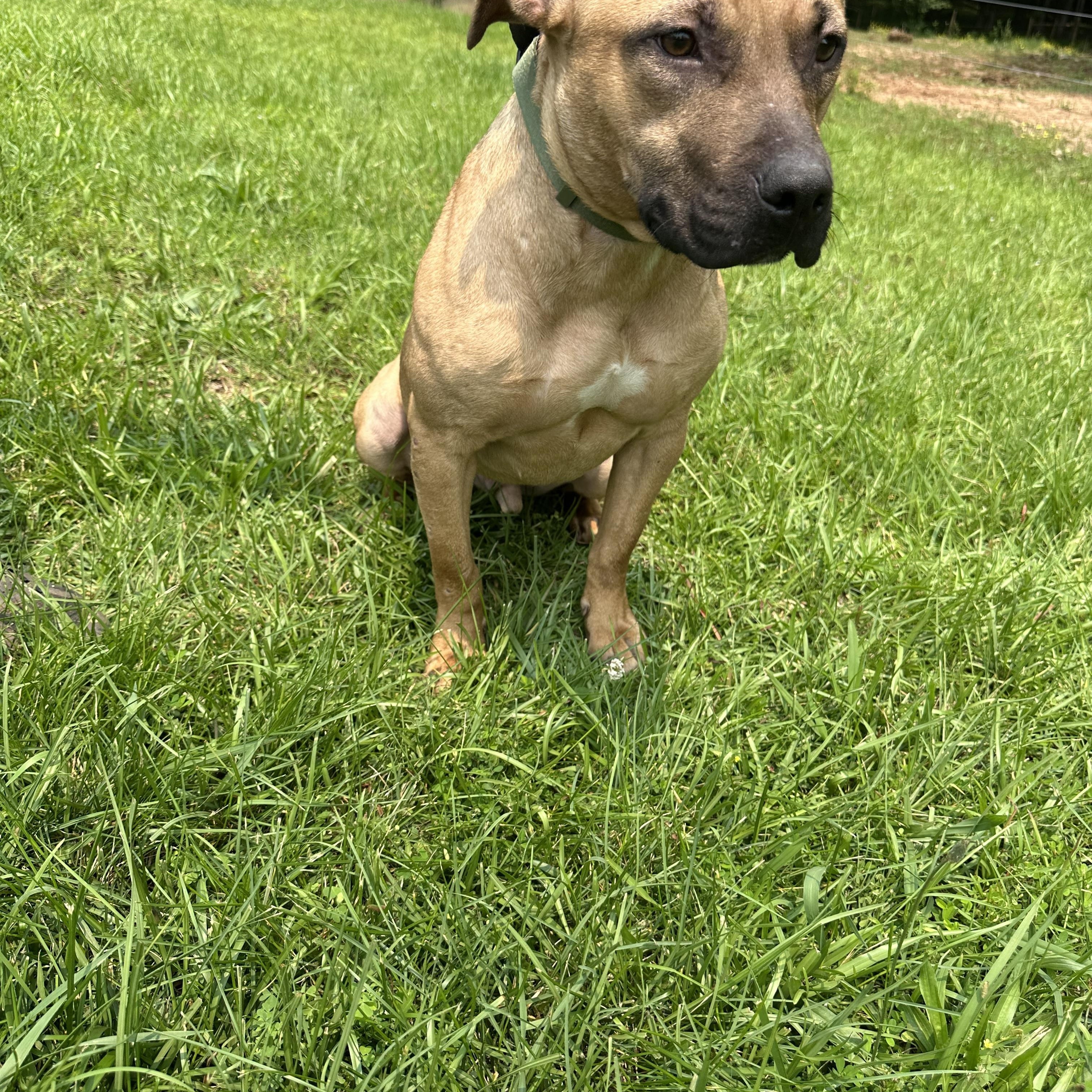 Enlarge Zeke, a Adoptable mixed breed in cumming, GA image 4/6