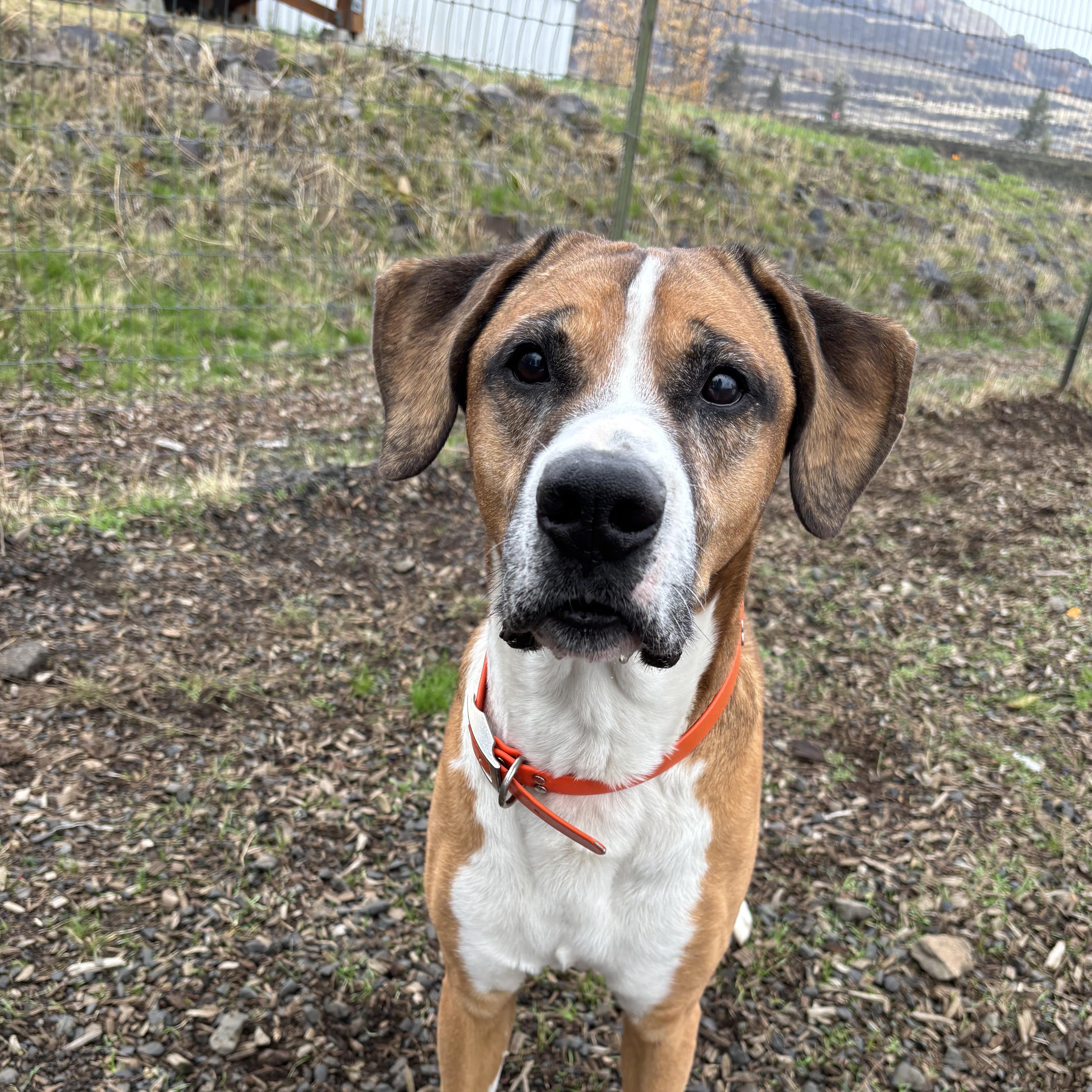 Zeus, a Adoptable mixed breed in The Dalles, OR image 2/4