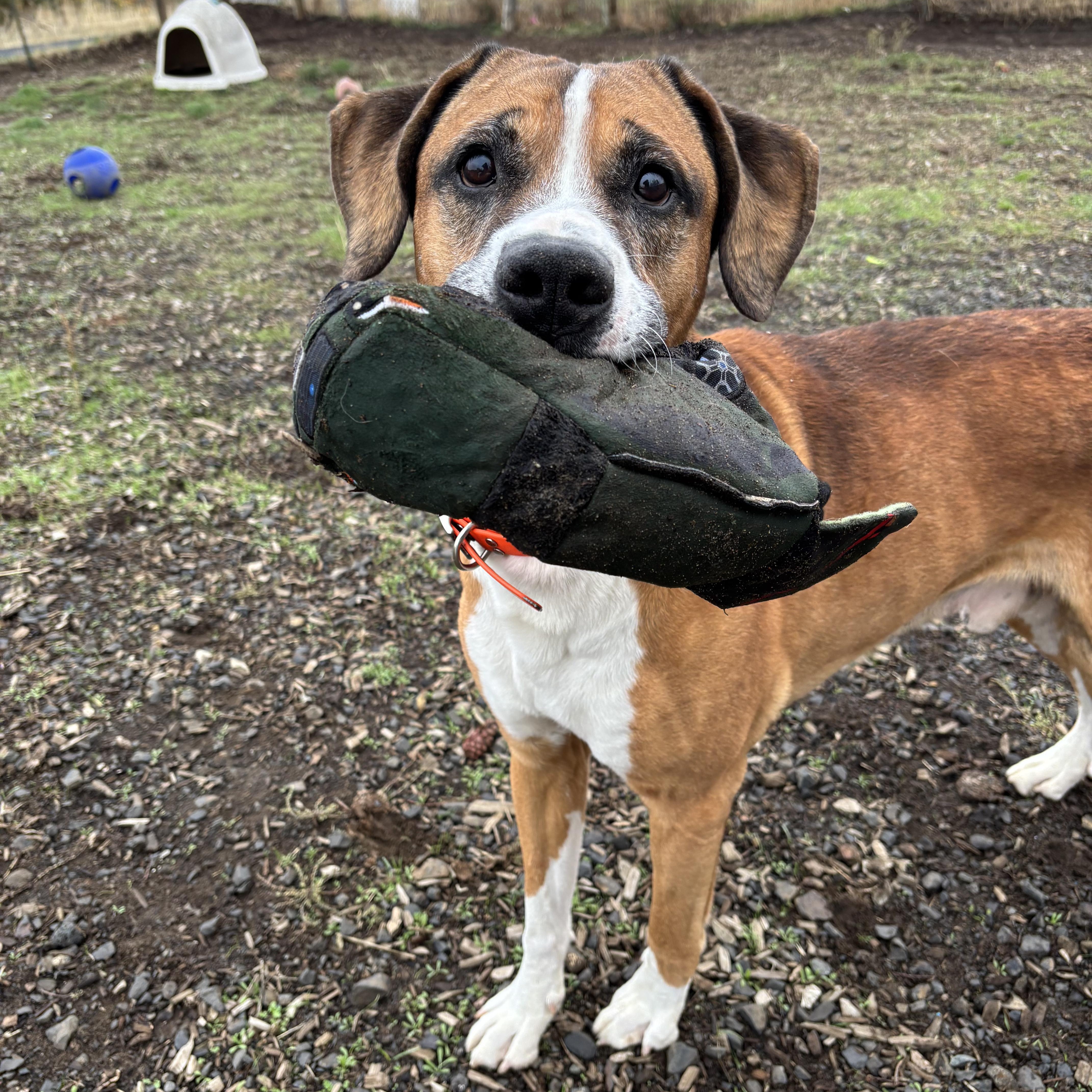 Zeus, a Adoptable mixed breed in The Dalles, OR image 3/4