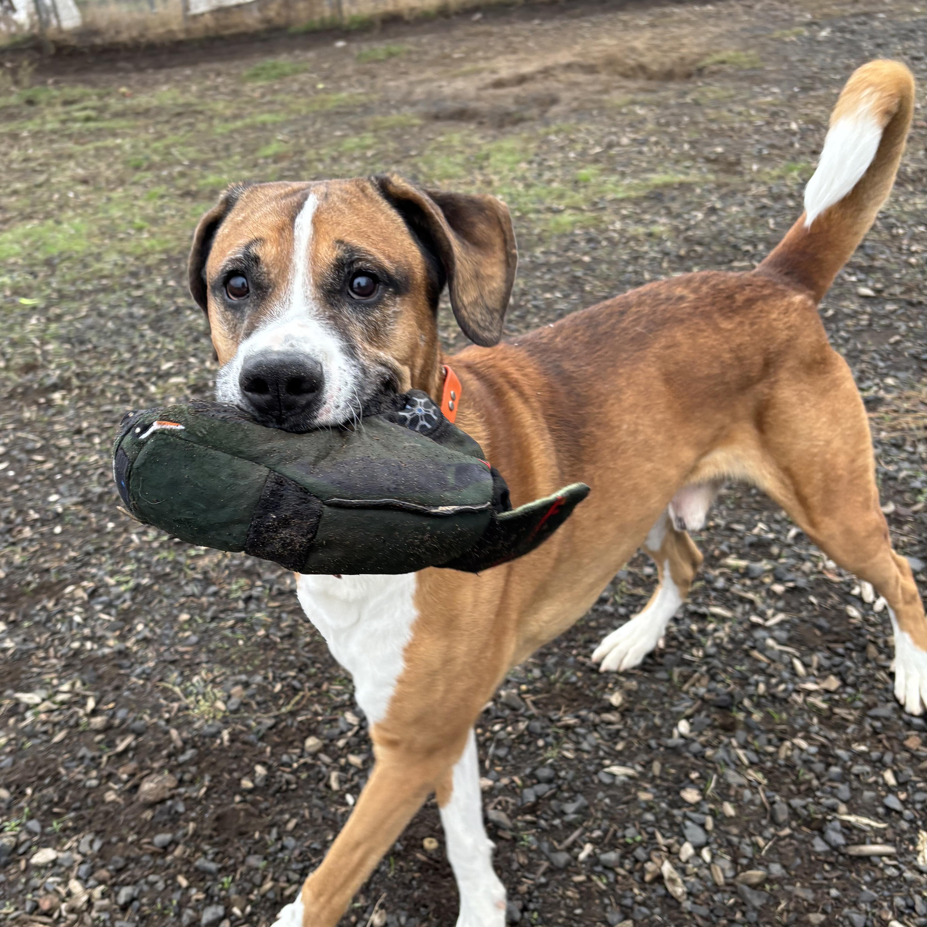 Zeus, a Adoptable mixed breed in The Dalles, OR image 1/4