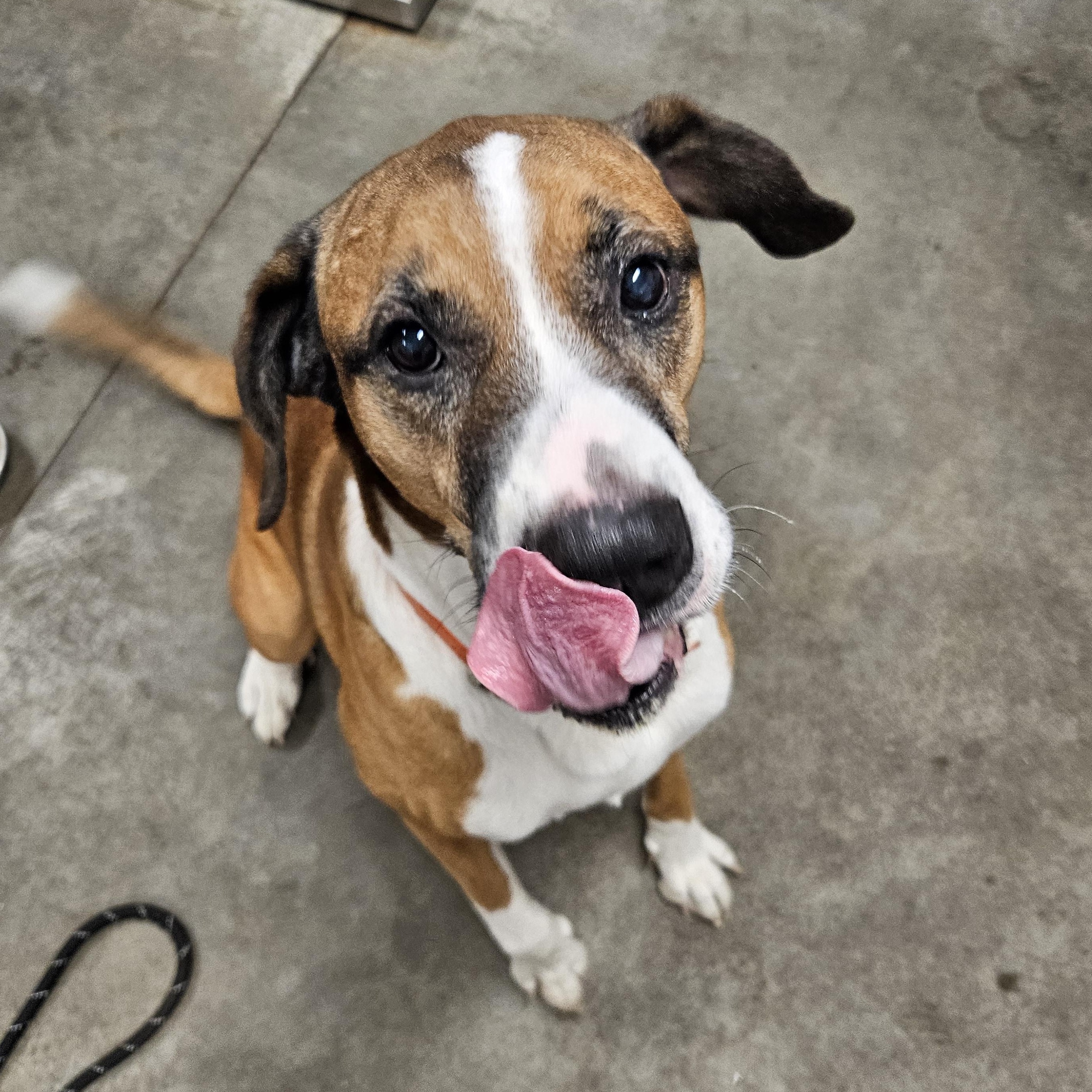 Zeus, a Adoptable mixed breed in The Dalles, OR image 4/4