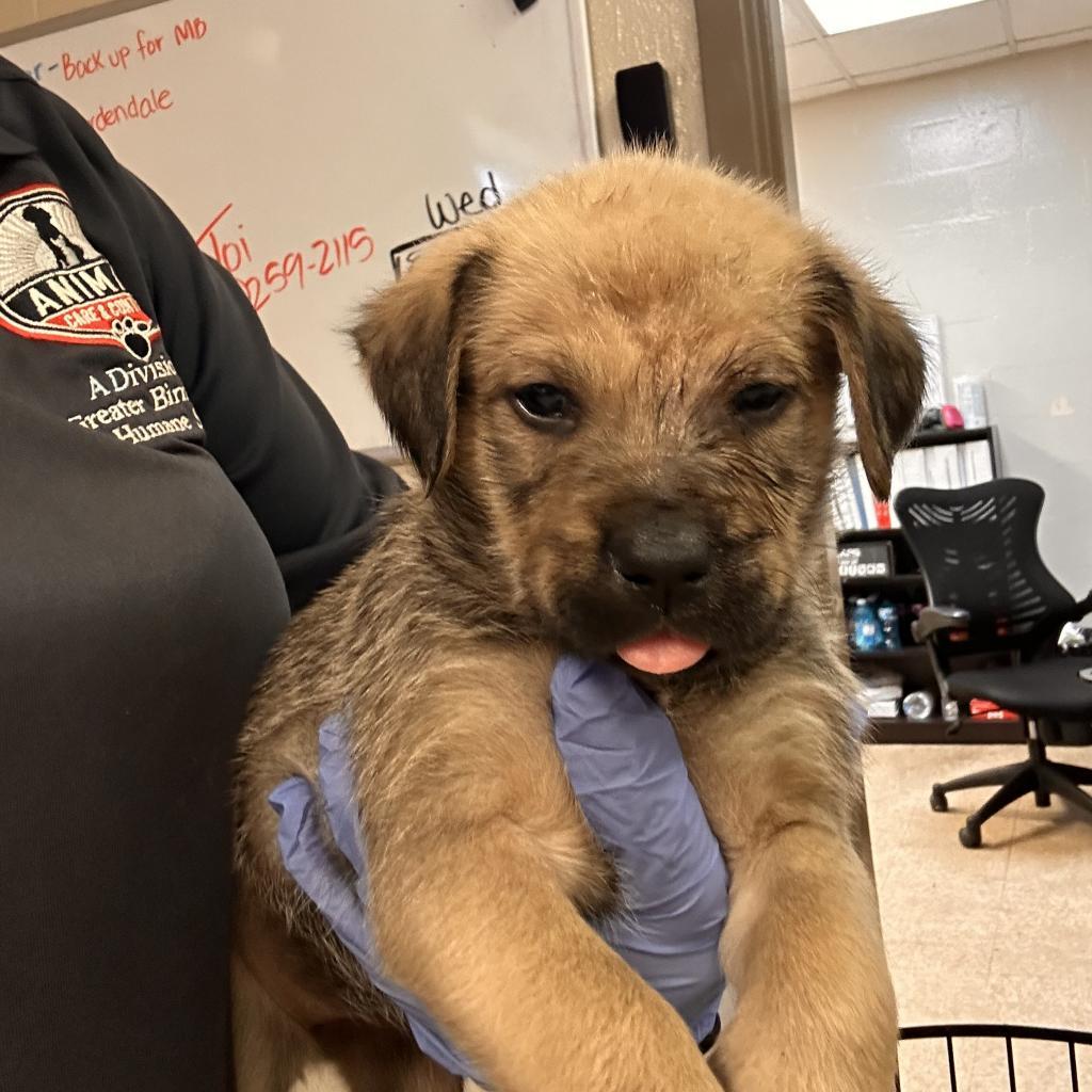 Aspen, Adoptable, Young Female Shepherd.