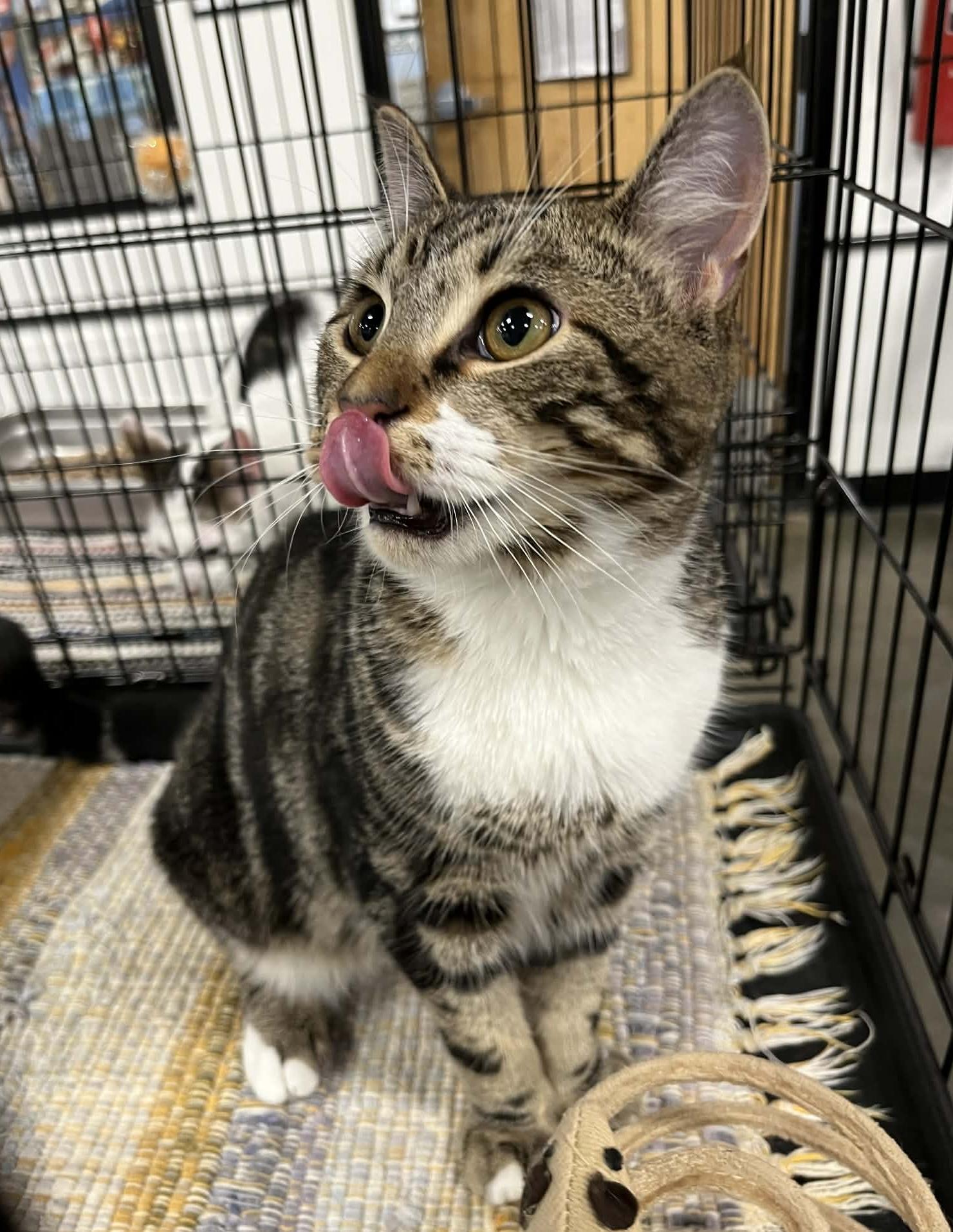 Enlarge Joey Chestnut , a ADOPTABLE Domestic Short Hair in Somerset, NJ image 4/4